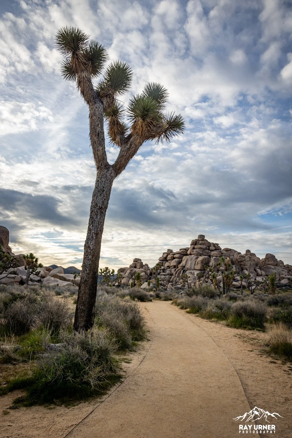 Joshua-Tree-Cap-Rock-003.jpg