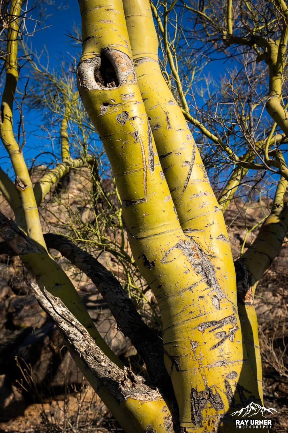 Saguaro-Signal-Hill-Petroglyphs 003.jpg
