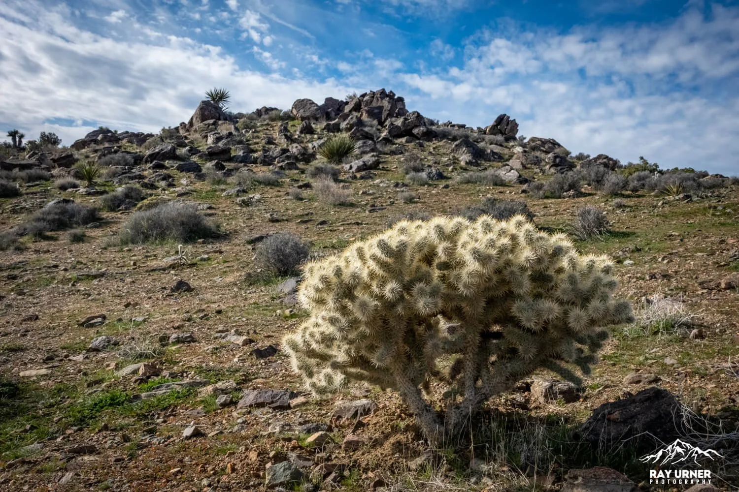 Joshua-Tree-Ryan-Mountain-026.jpg