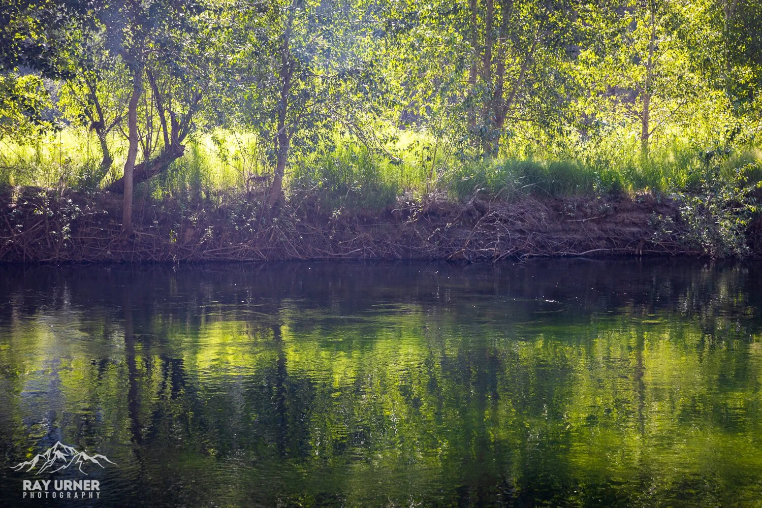 A body of water with a shoreline of trees and greenery reflecting in the water, under bright sunlight.