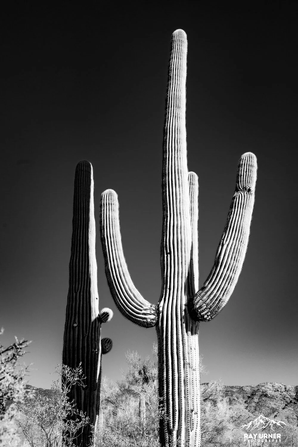Saguaro-Mica-View-Picnic-Area-019.jpg