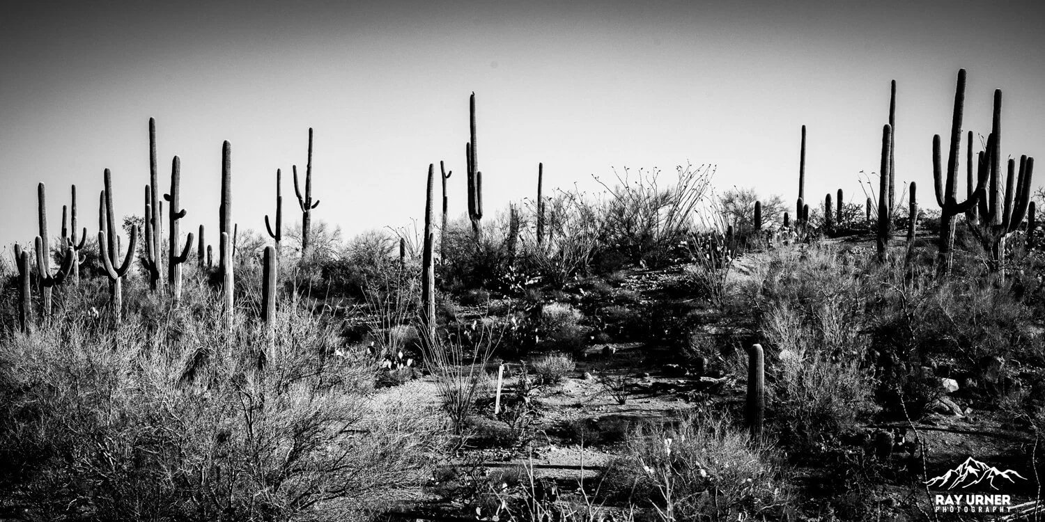 Saguaro-Signal-Hill-Petroglyphs 005.jpg
