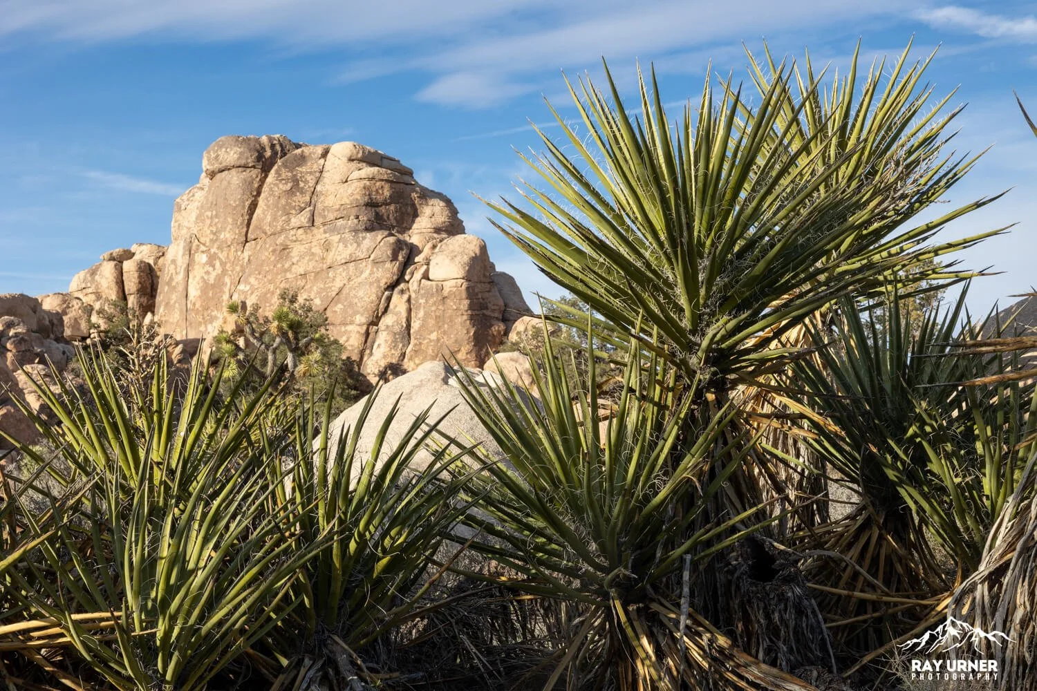 Joshua-Tree-Hidden-Valley-004.jpg