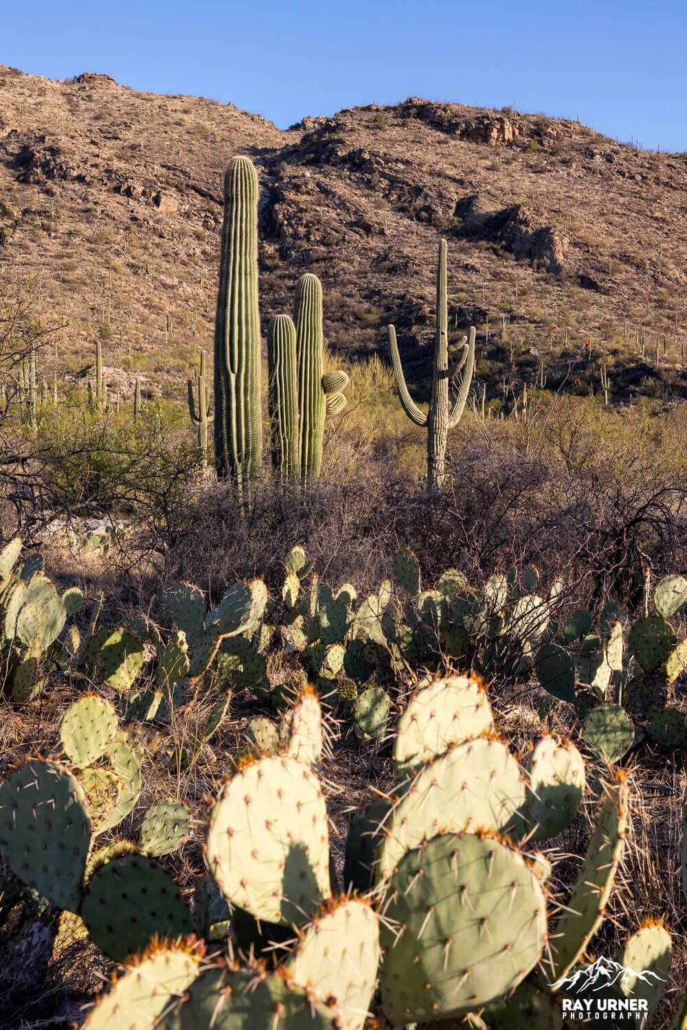 Saguaro-Rincon-Mountains-Overlook-006.jpg