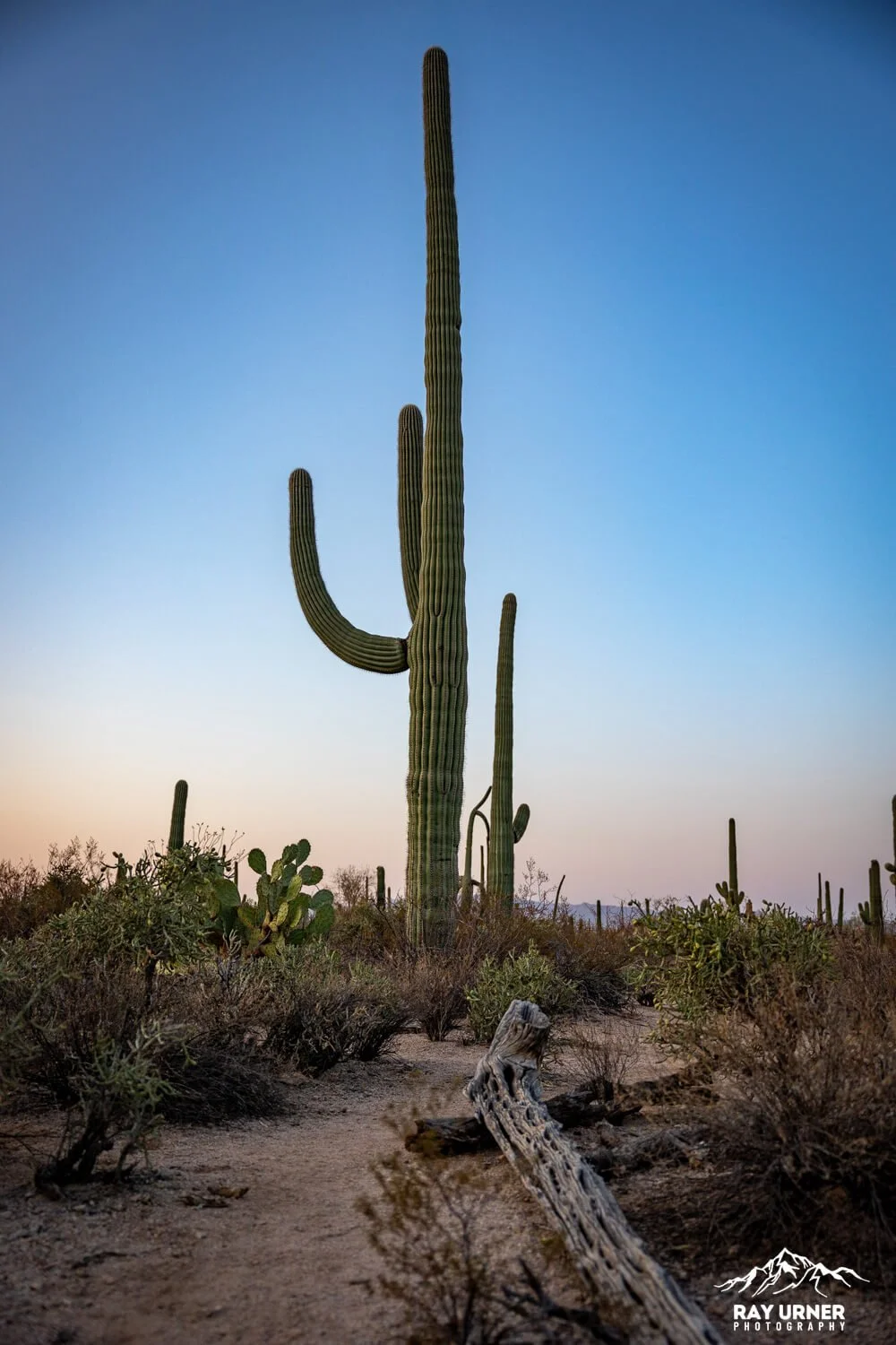 Saguaro-Desert-Discovery-Nature-Trail 012.jpg