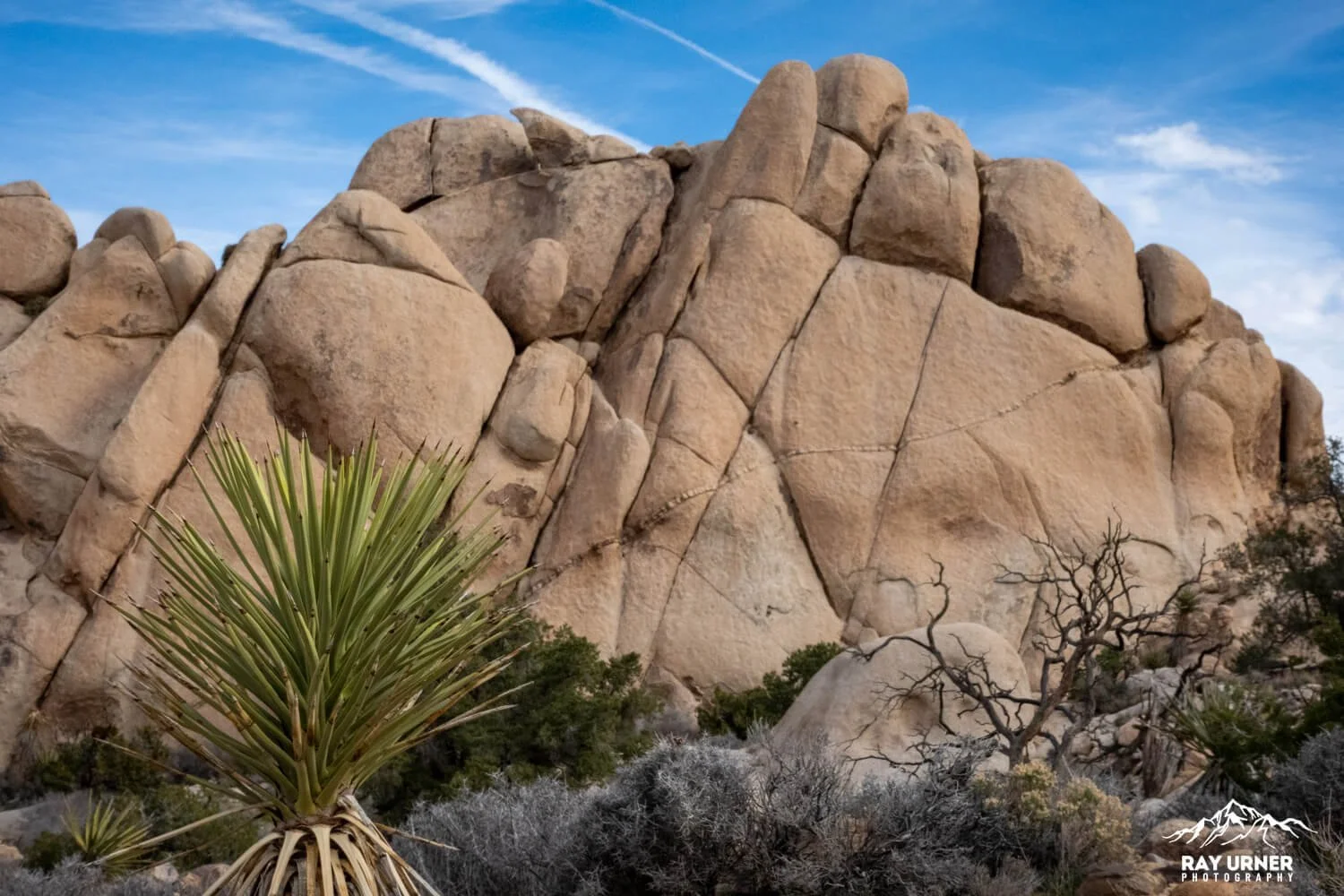 Joshua-Tree-Ryan-Mountain-032.jpg