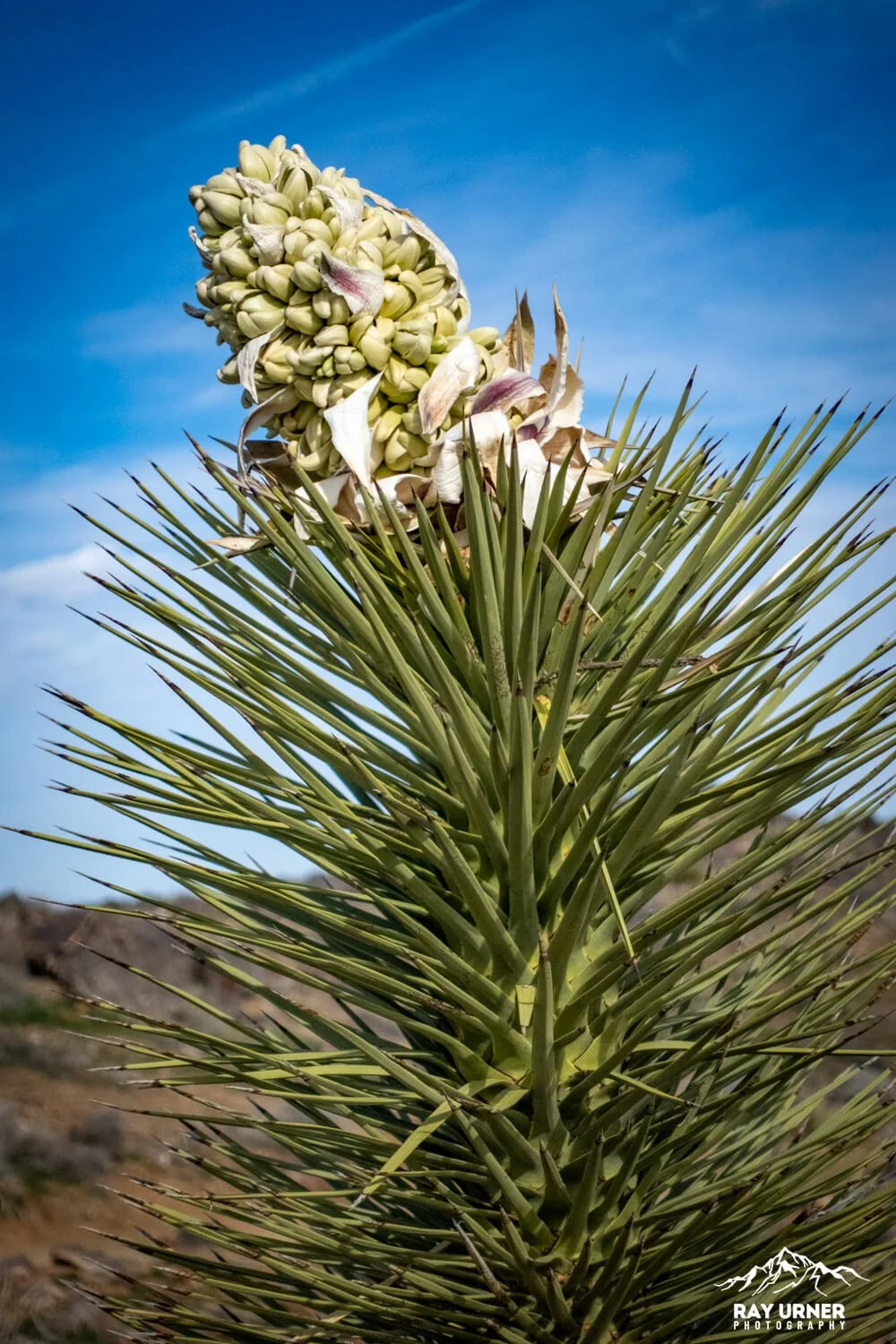 Joshua-Tree-Ryan-Mountain-025.jpg