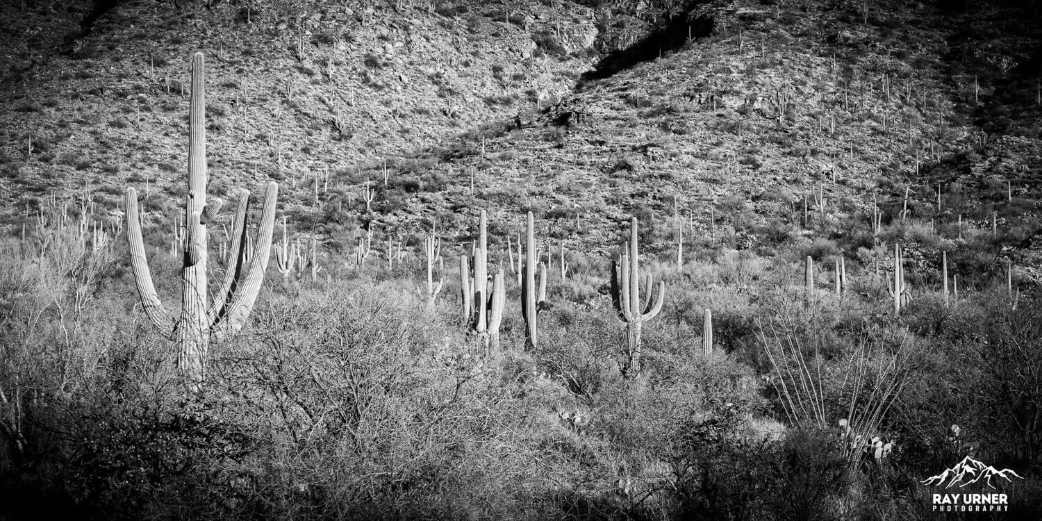 Saguaro-Rincon-Mountains-Overlook-011.jpg