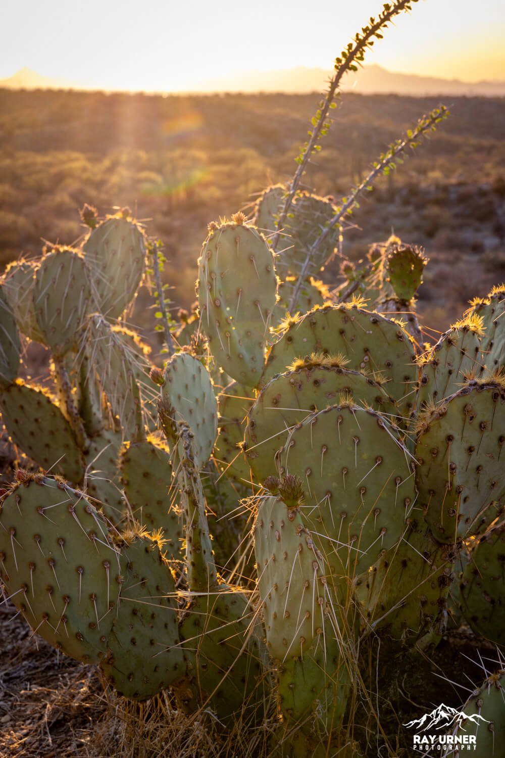 Saguaro-Javelina-Rocks-Overlook-015.jpg