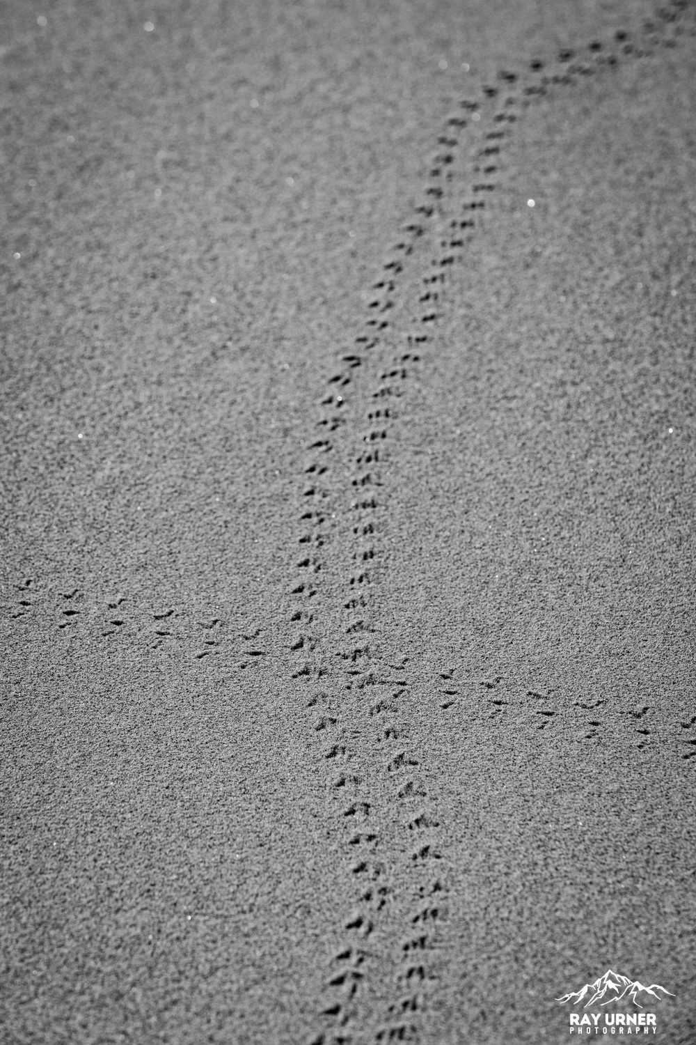 Death-Valley-Mesquite-Sand-Dunes-Sunrise-088.jpg