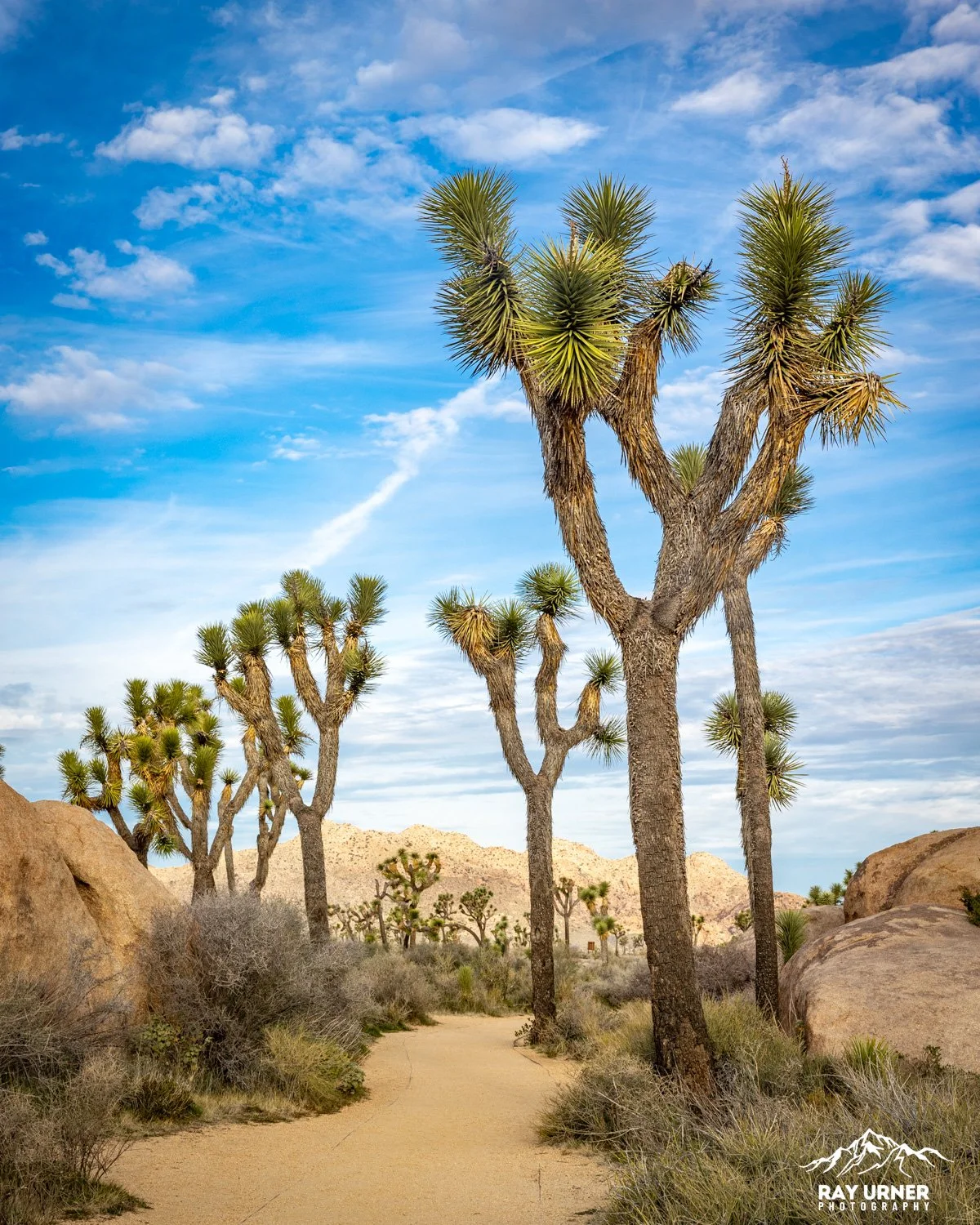 Joshua-Tree-Cap-Rock-009.jpg