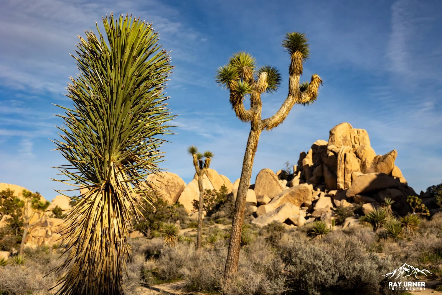 Joshua-Tree-Hidden-Valley-008.jpg