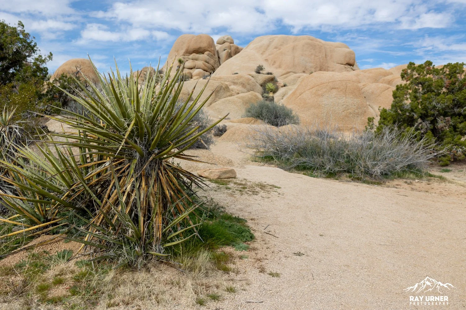 Joshua-Tree-Skull-Rock-009.jpg