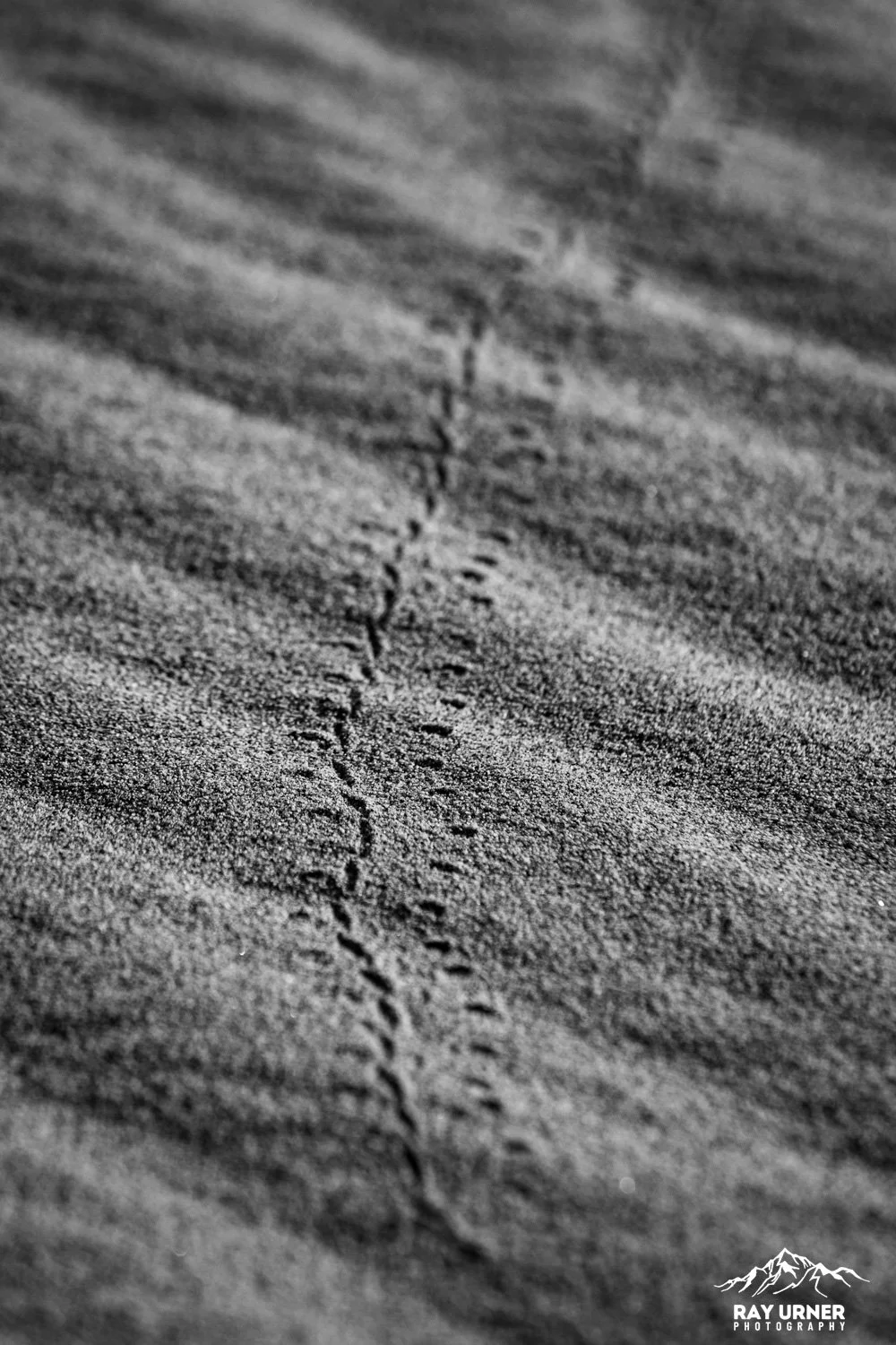 Death-Valley-Mesquite-Sand-Dunes-Sunrise-055.jpg