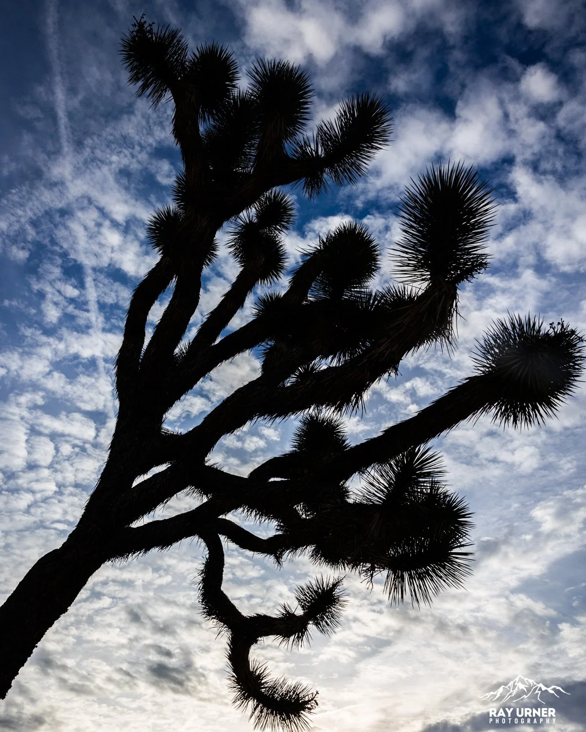 Joshua-Tree-Cap-Rock-002.jpg