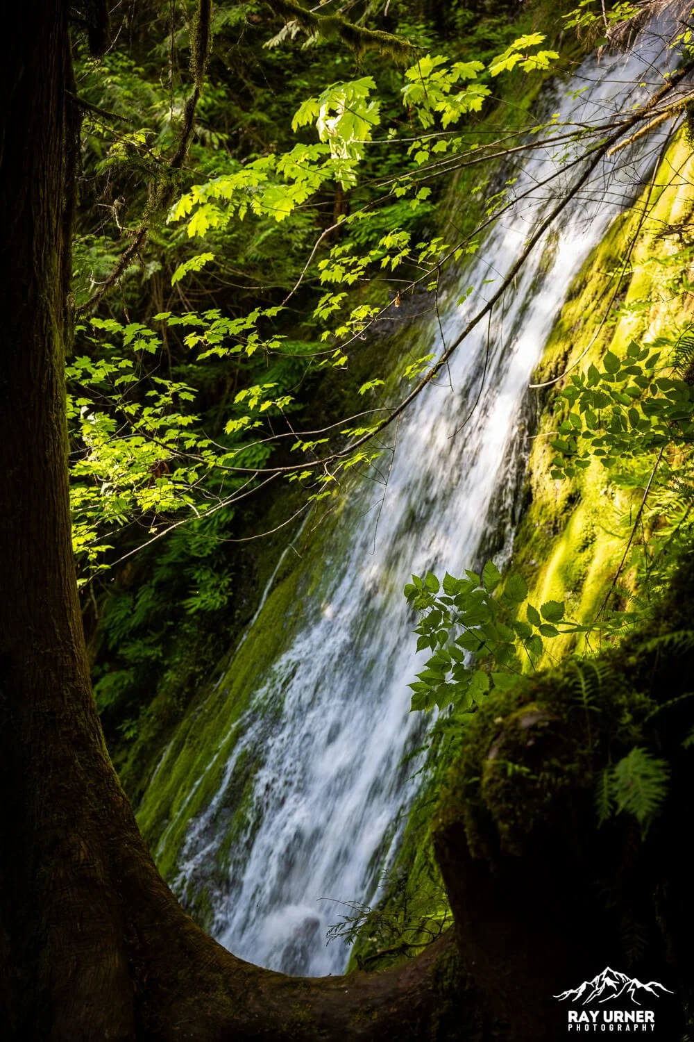 Madison-Creek-Falls-Olympic-008.jpg