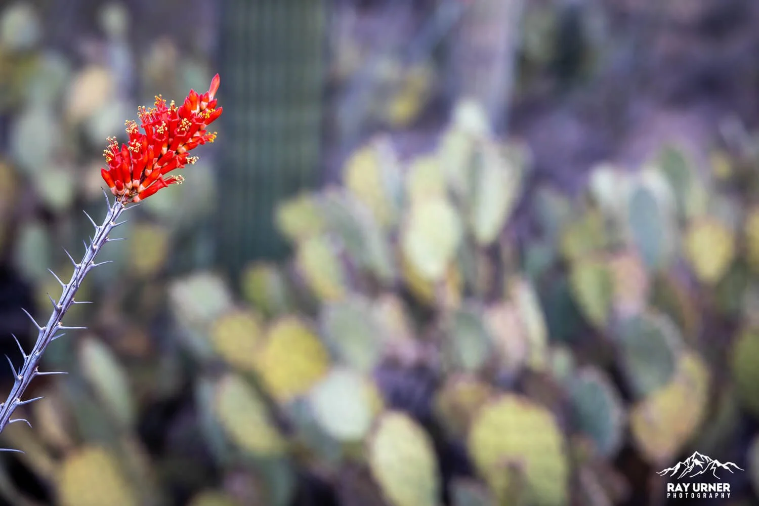 Saguaro-Valley-View-Overlook-Trail 009.jpg