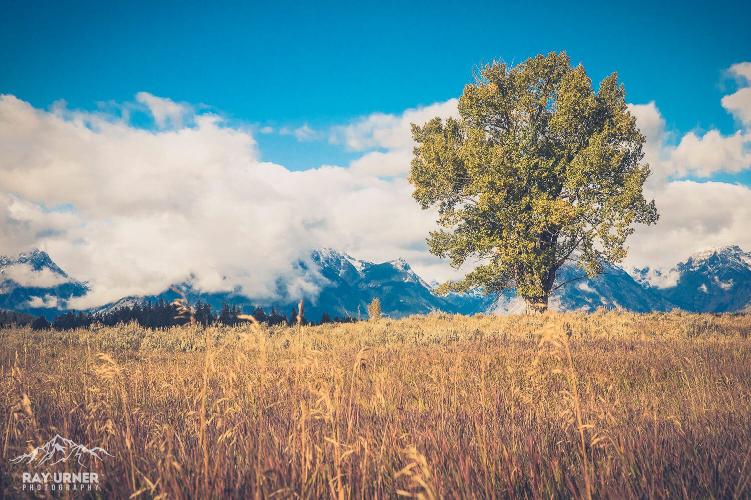 Mountainscape in Wyoming, with a large tree in the foreground
