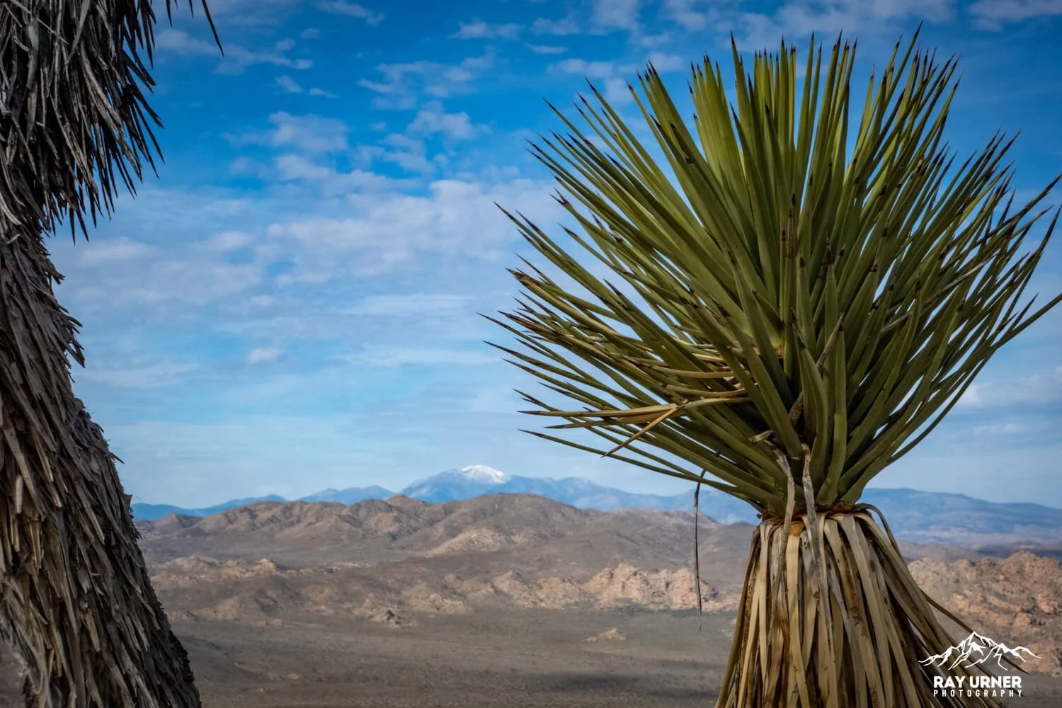 Joshua-Tree-Ryan-Mountain-023.jpg