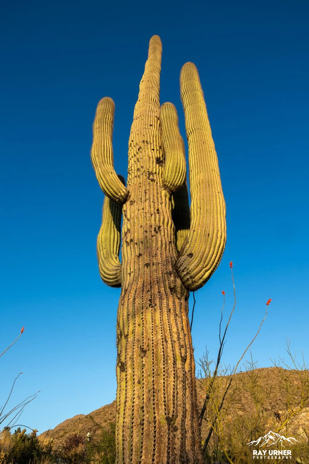 Saguaro-Javelina-Rocks-Overlook-014.jpg