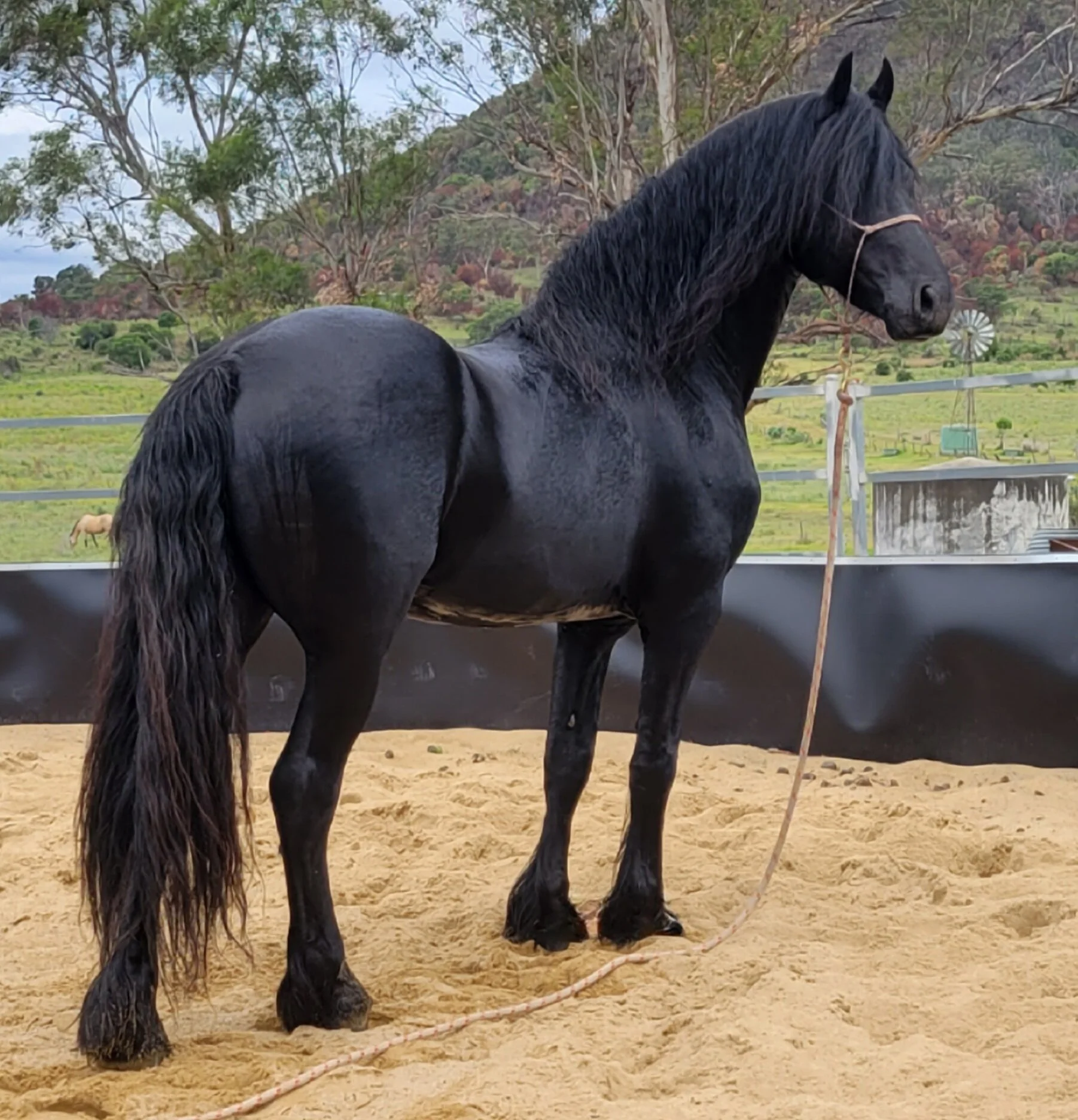 Friesian Stallion