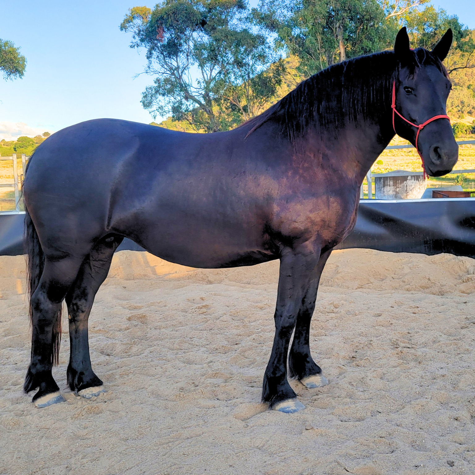 friesian warmblood horse