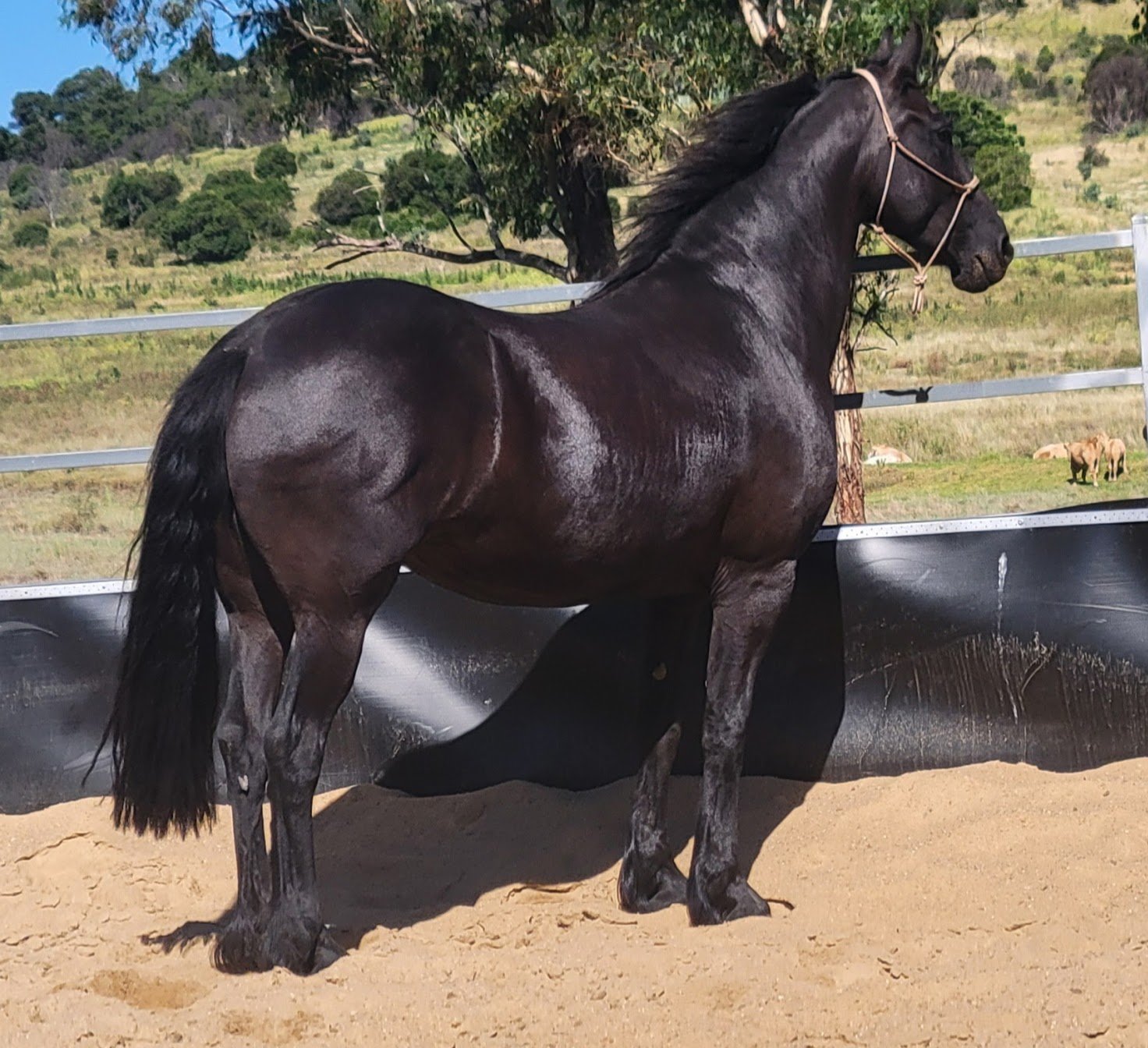 Friesian Horse price