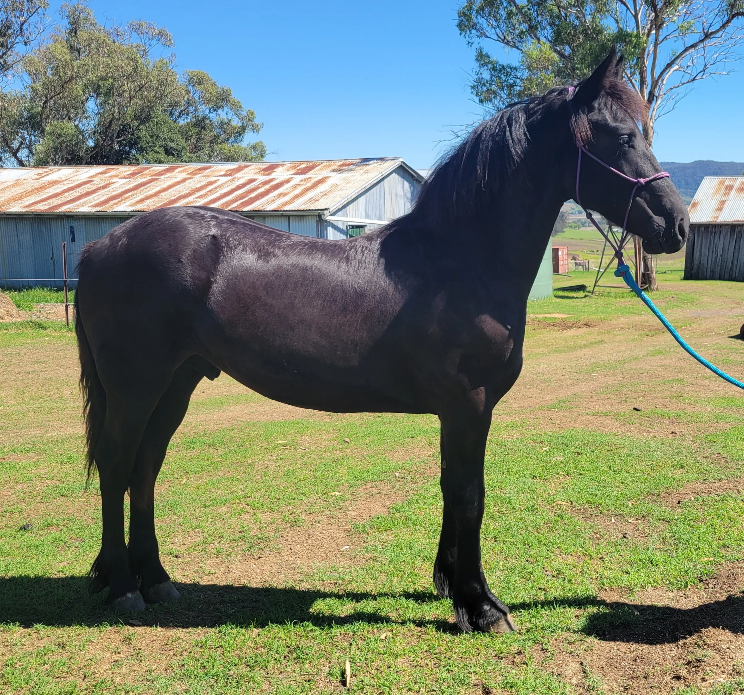 Friesian Warmblood horse