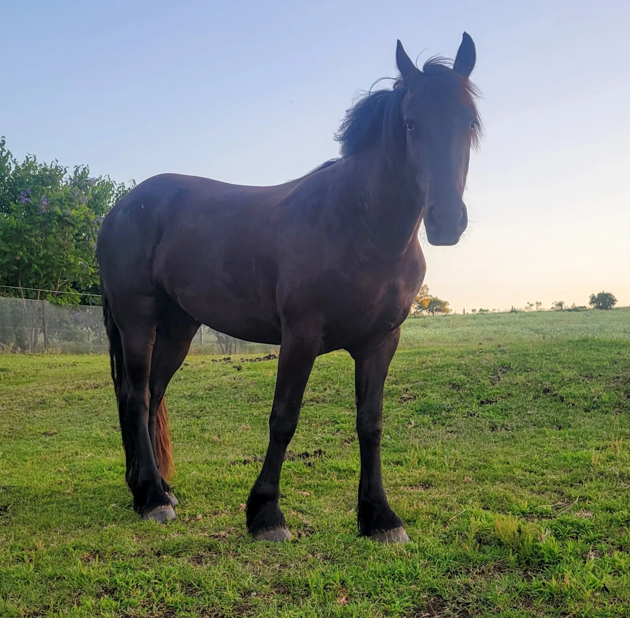 friesian warmblood mare