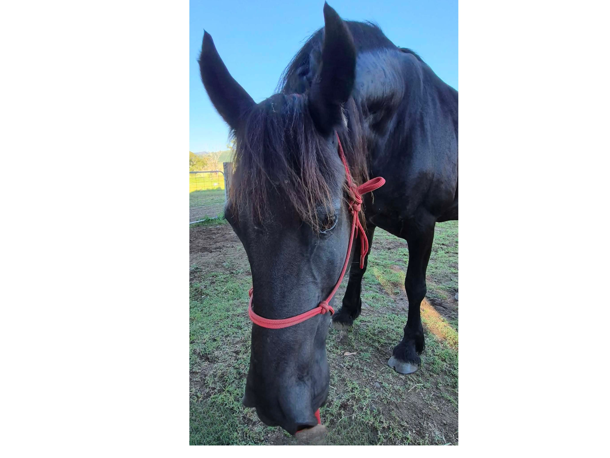 Friesian Horse