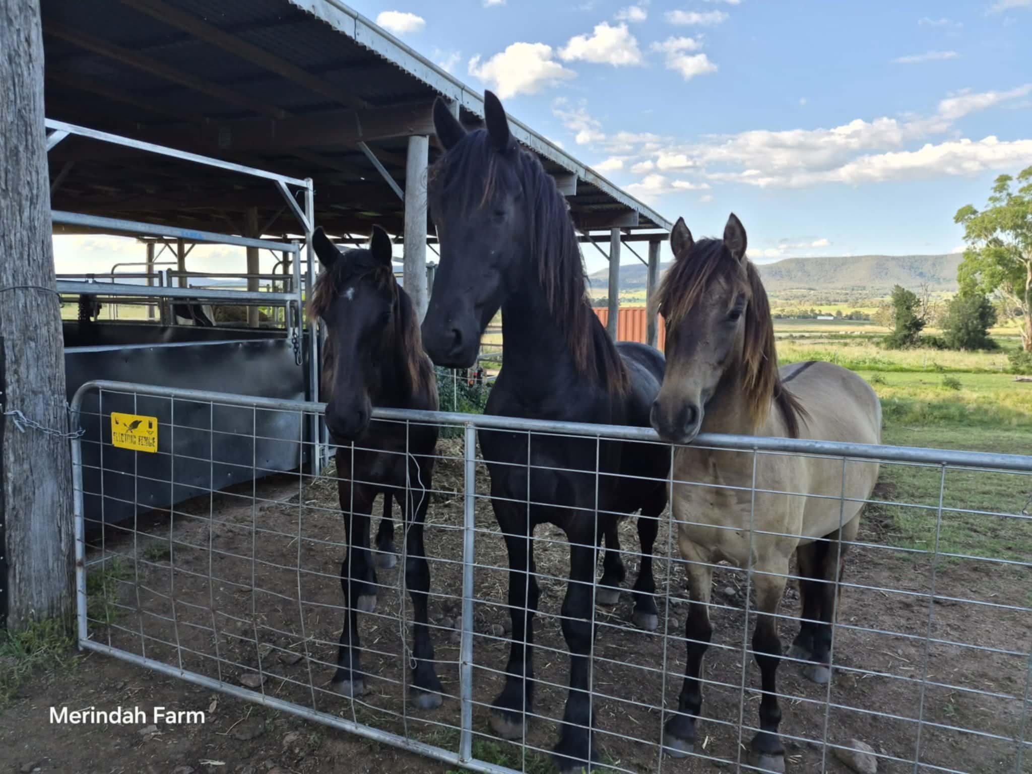Friesian Warmblood crosses