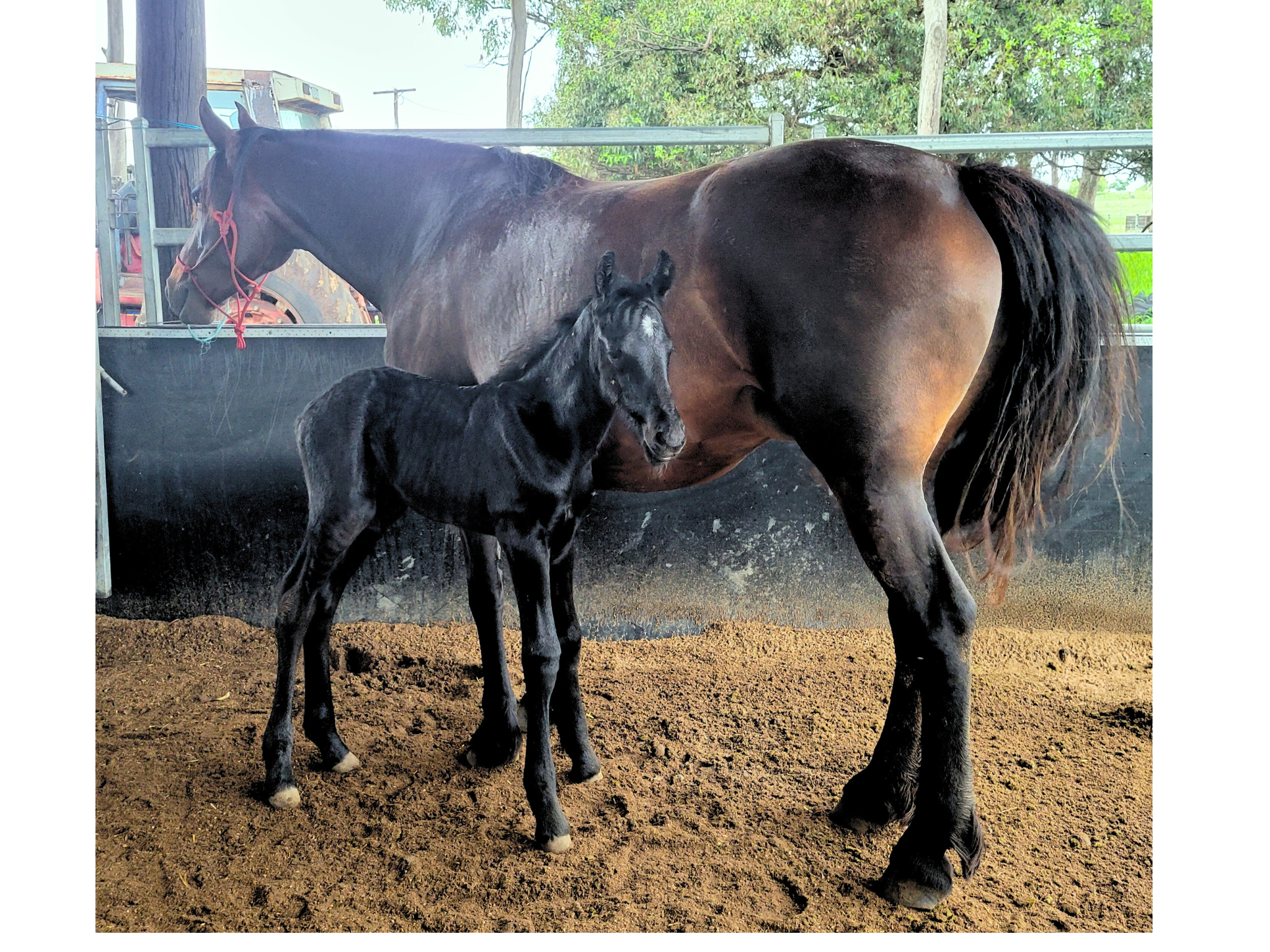 freisian cross australian stock horse