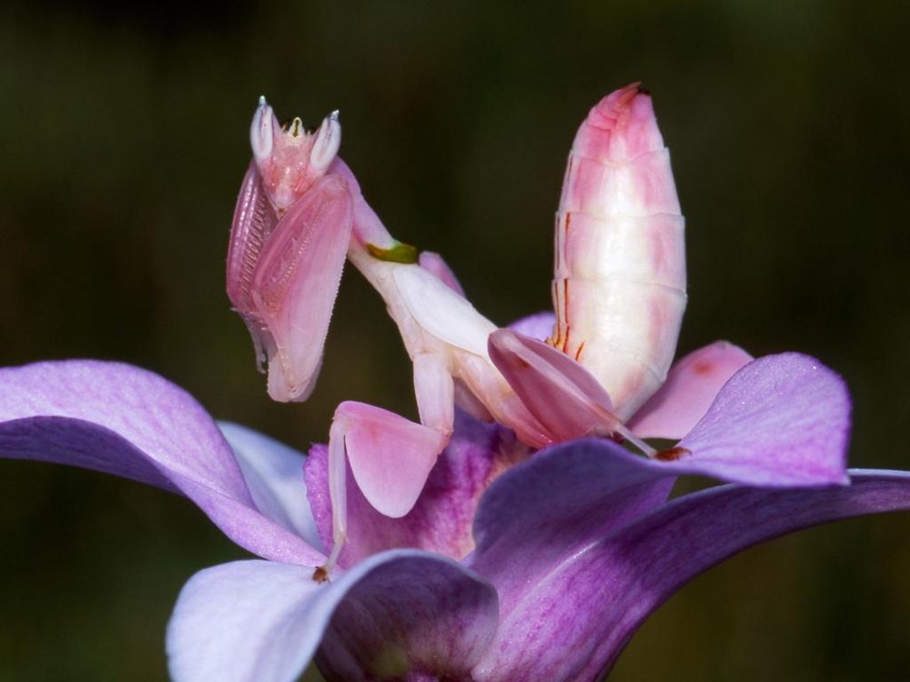 orchid mantis.jpeg
