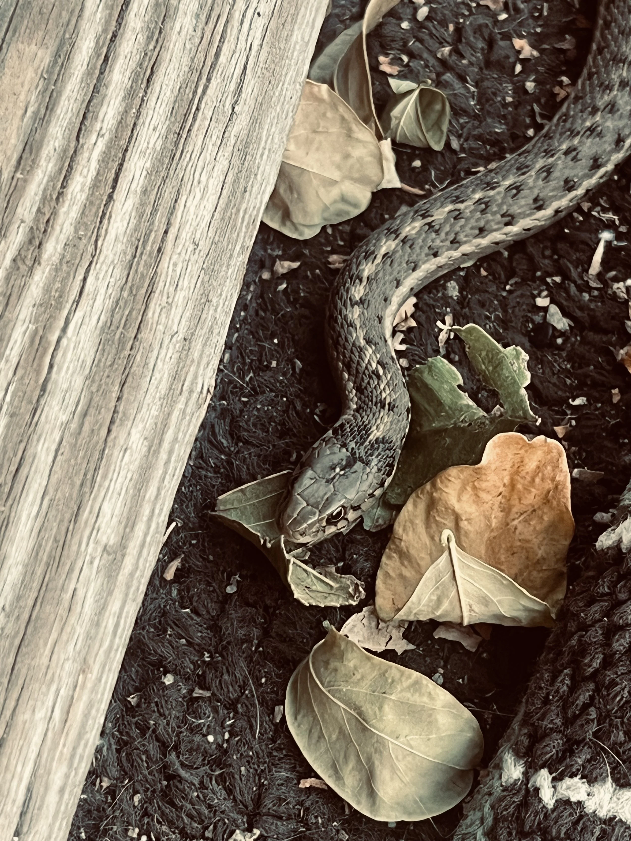 An Electoral Sea Change in New York and the Country and Now the Real Work Starts