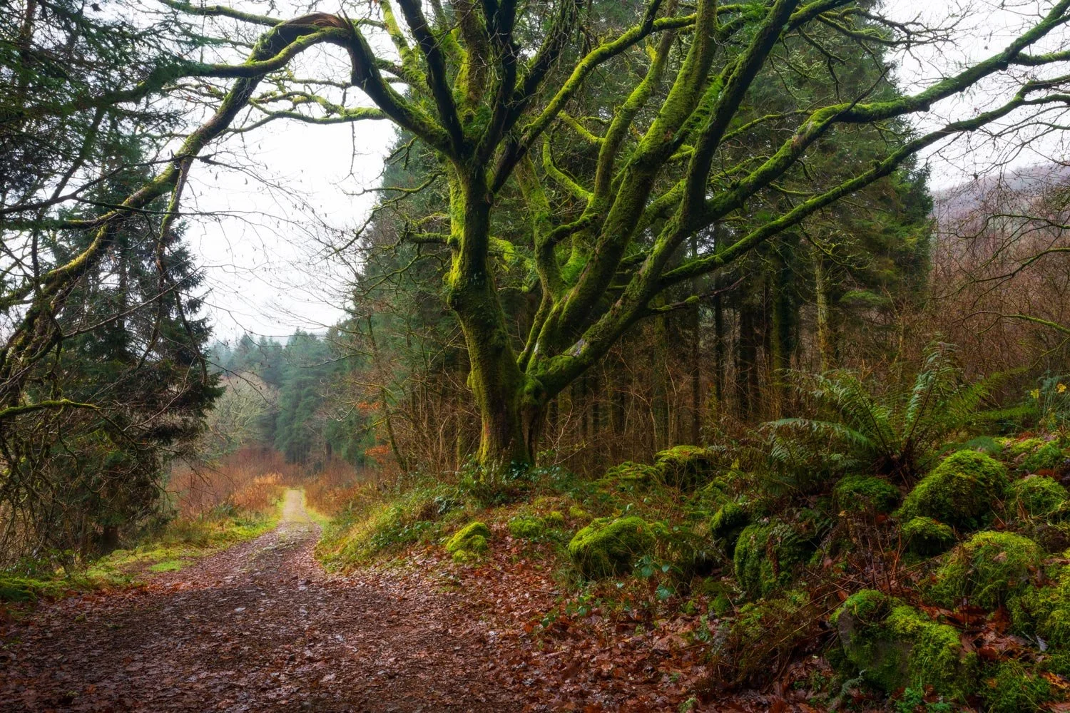 Blaen y glyn - The long road home