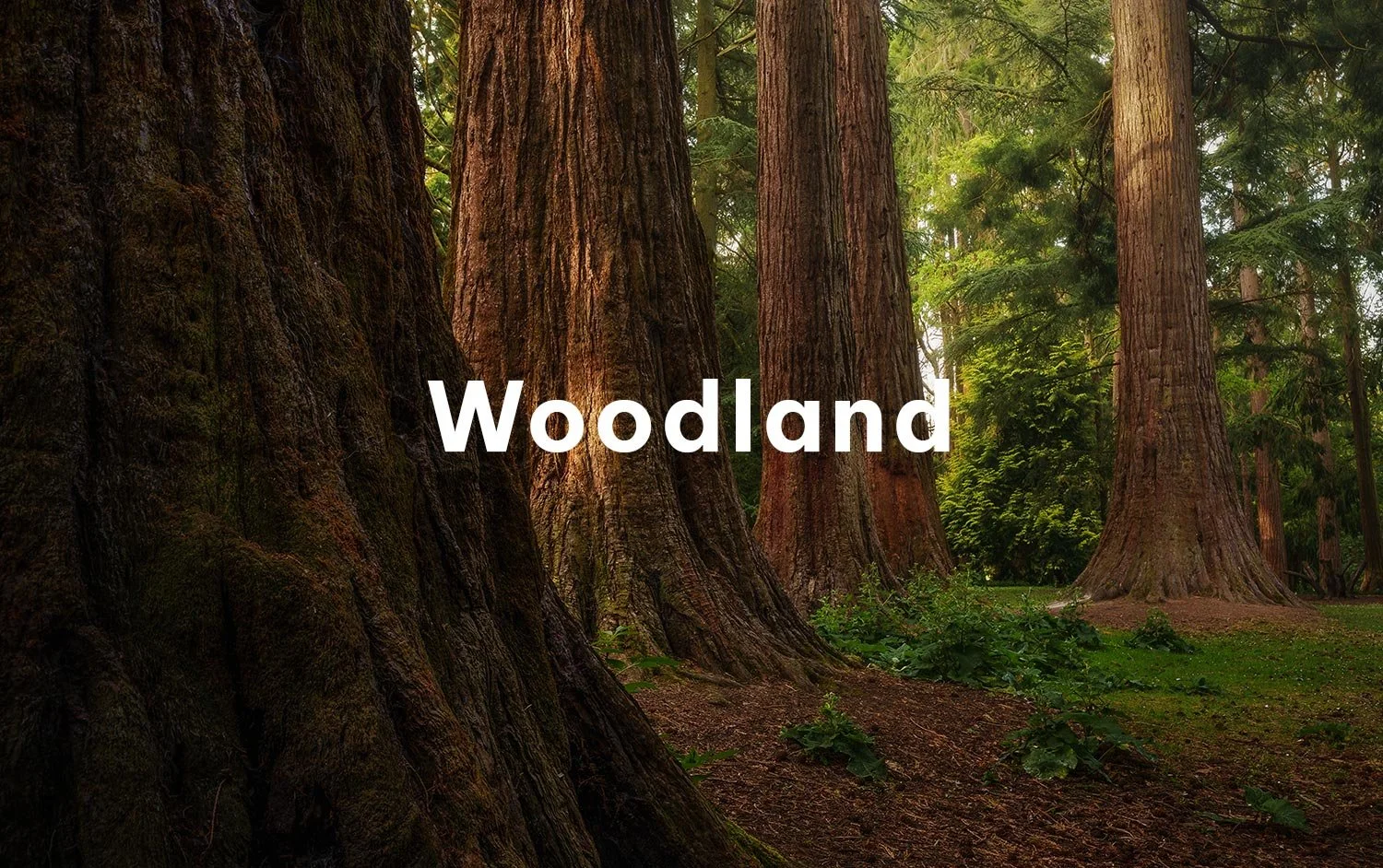 Gallery Image Woodland