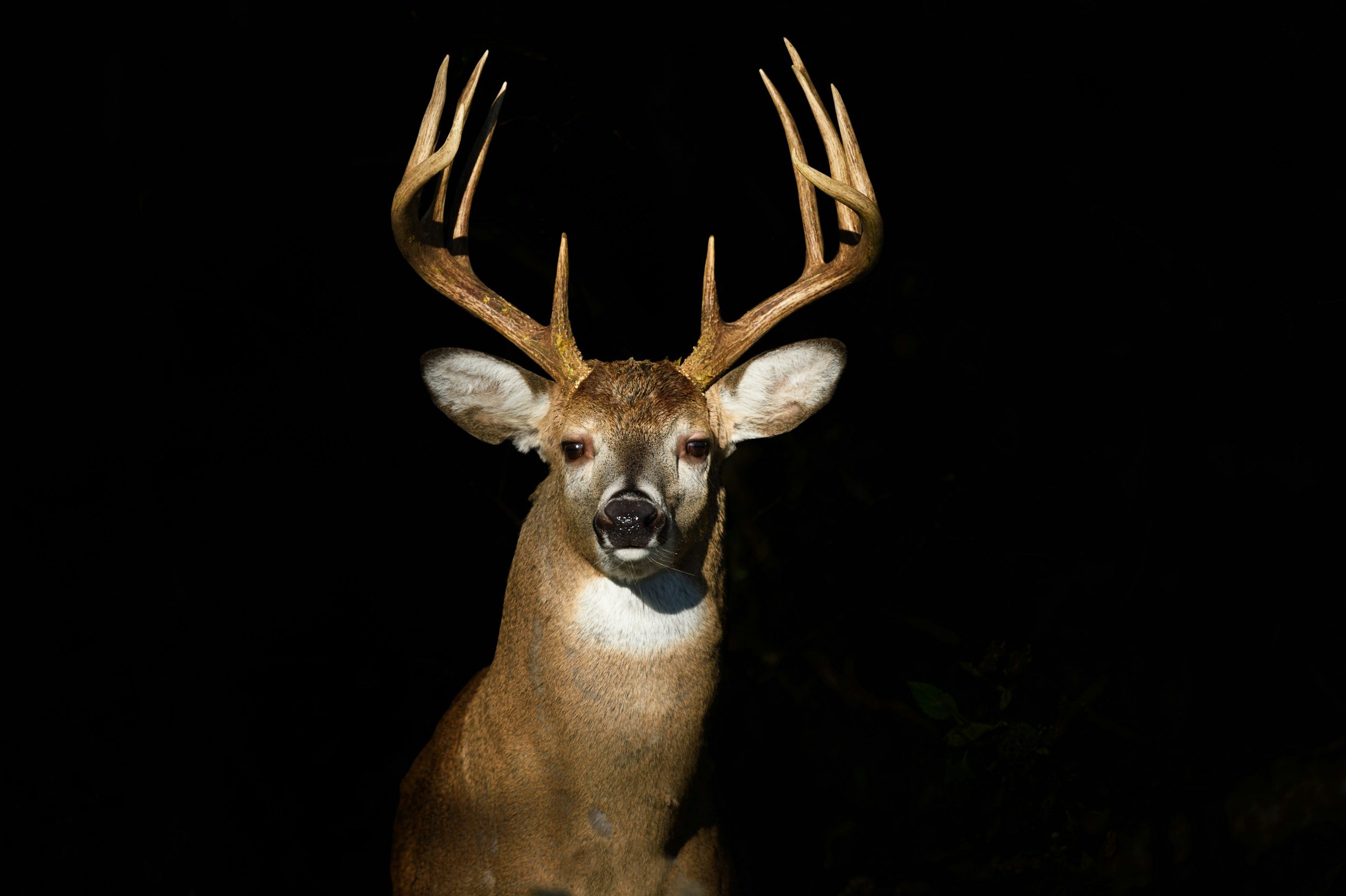 an image of a close up image of a deer to represent the fear responses often found in horror