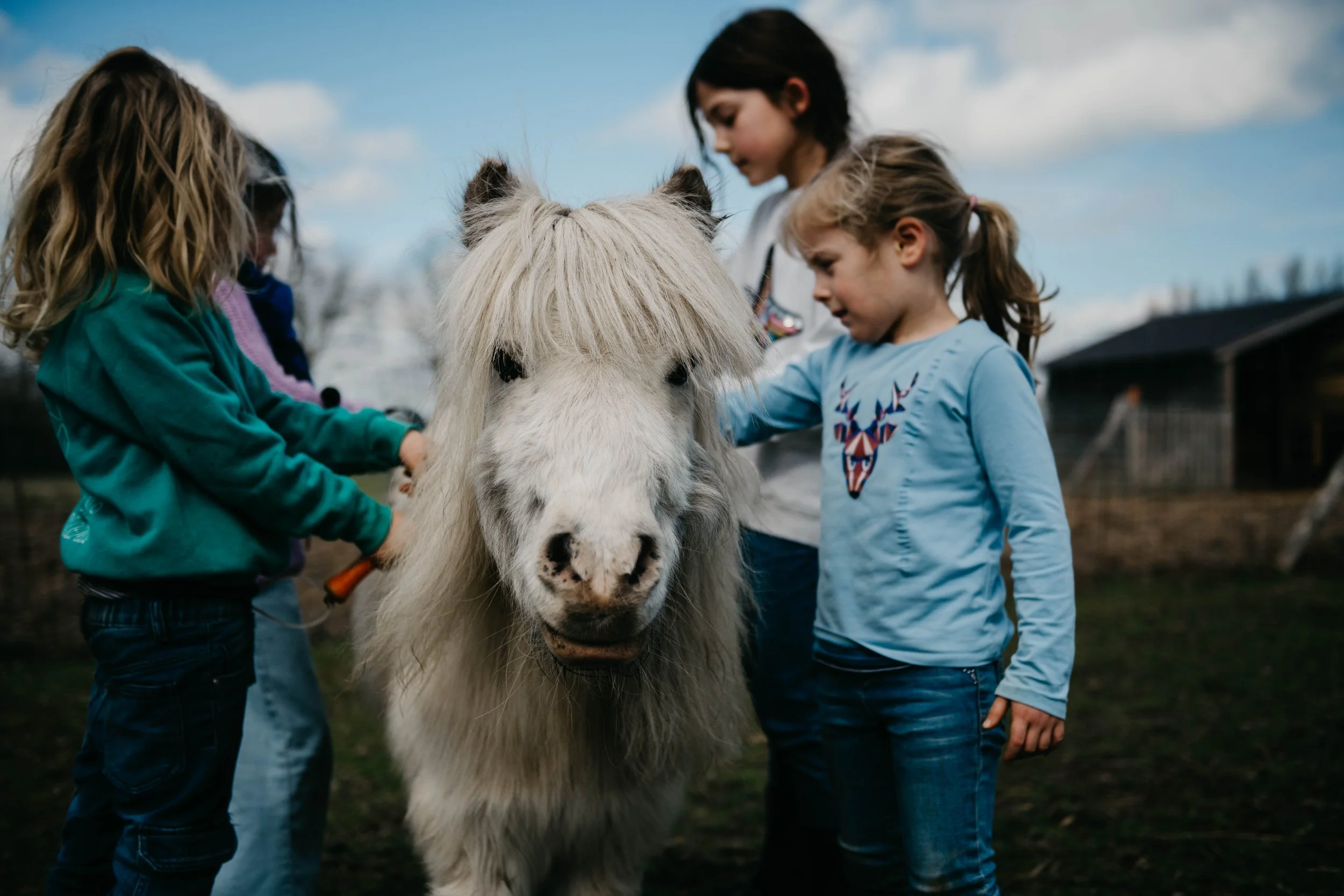 kinderen aaien de pony van hoeve Rijkbos