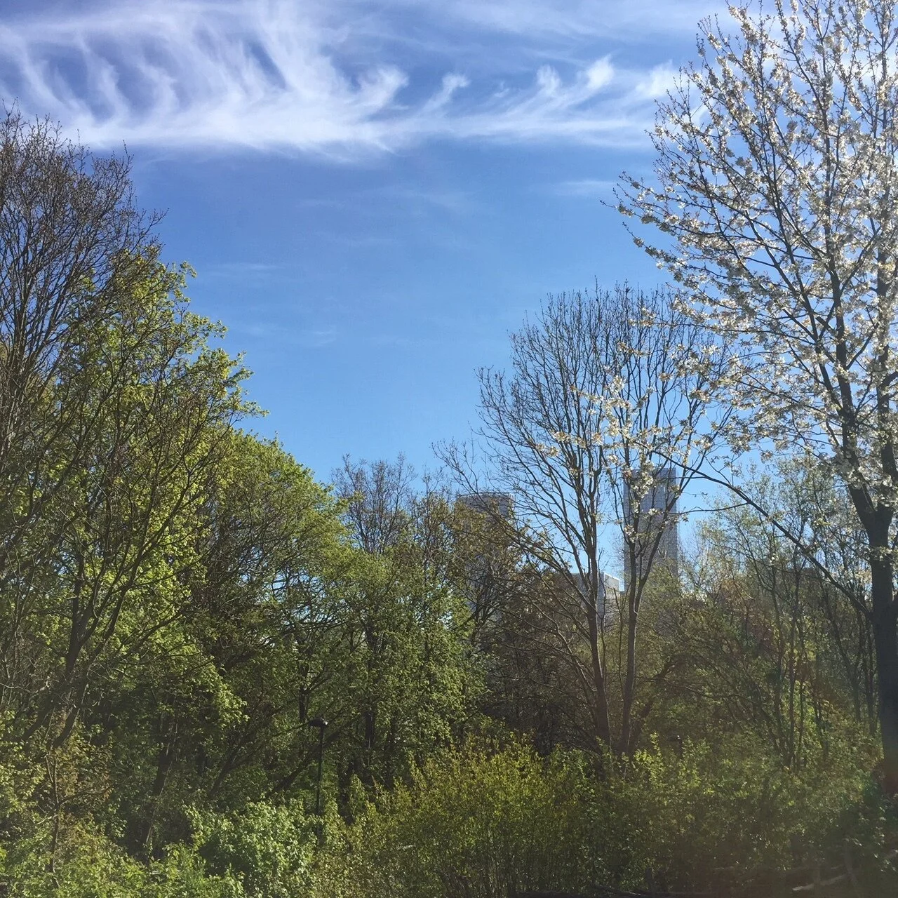 FROM THE WILD WOOD TO THE URBAN FOREST