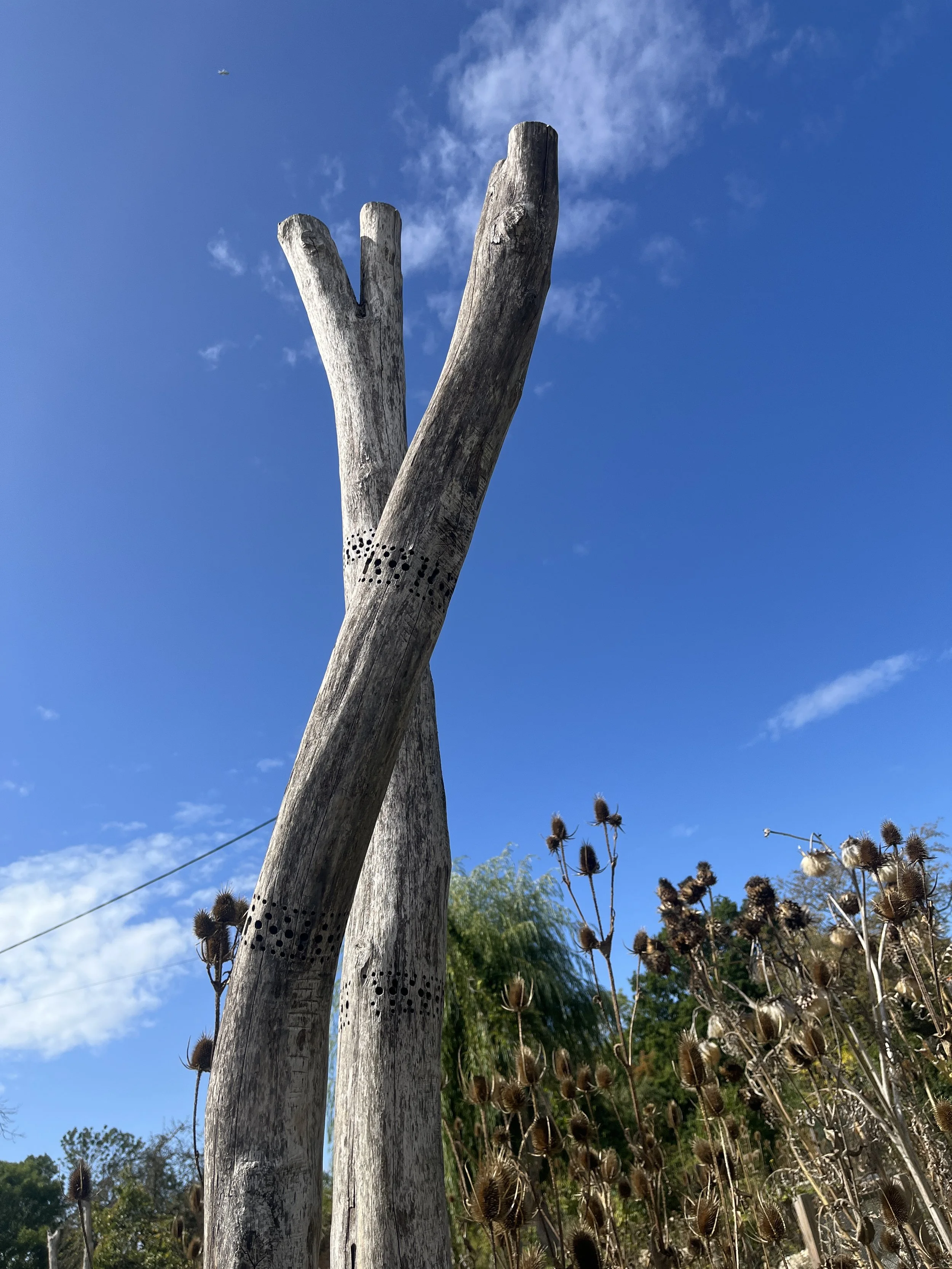 Dead Wood: What I learnt from John’s little and Martin Crawford’s Gardens