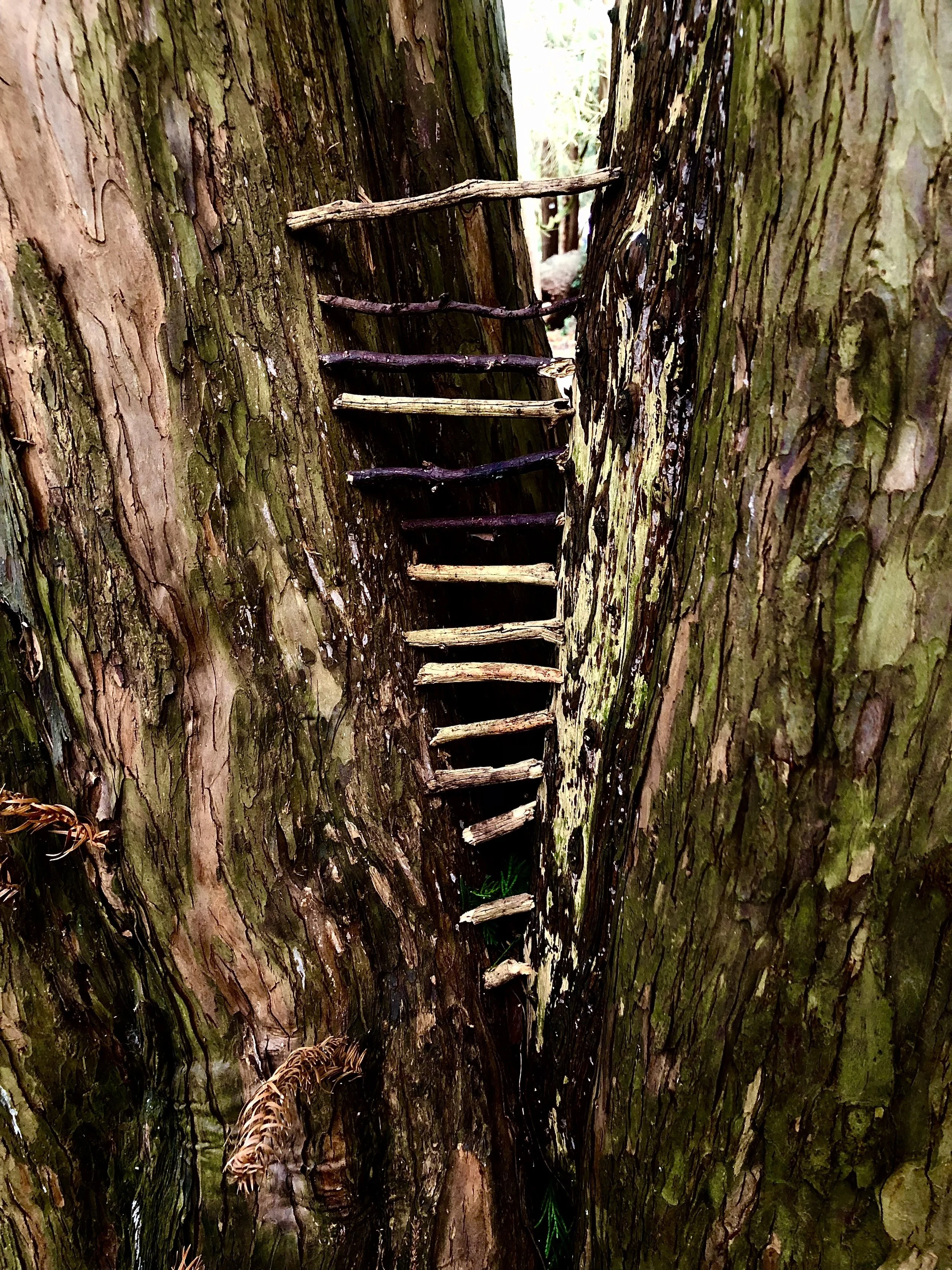 Learning to be guardians of the liminal: A visual story unfolding at the edges