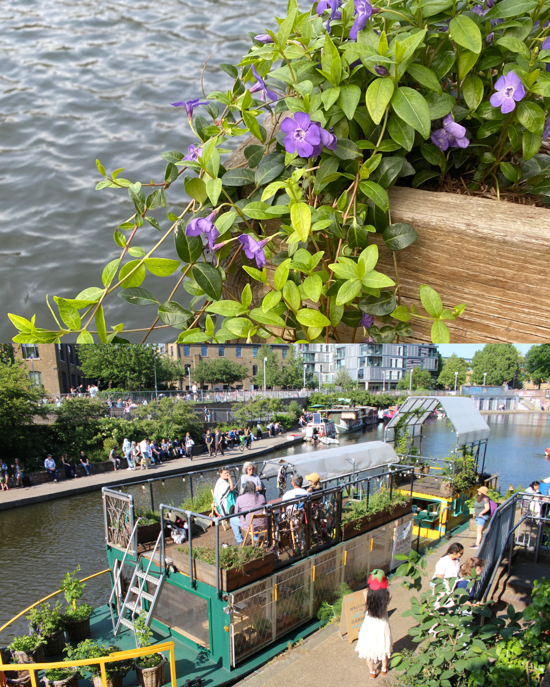 a collage of images showing flowers growing at the floating garden