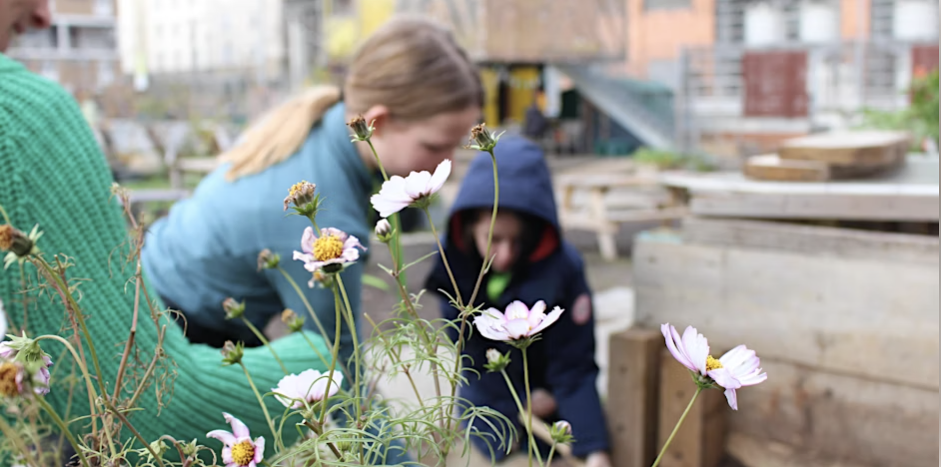 Three people bend over a planter. A pink flower is in the foreground.