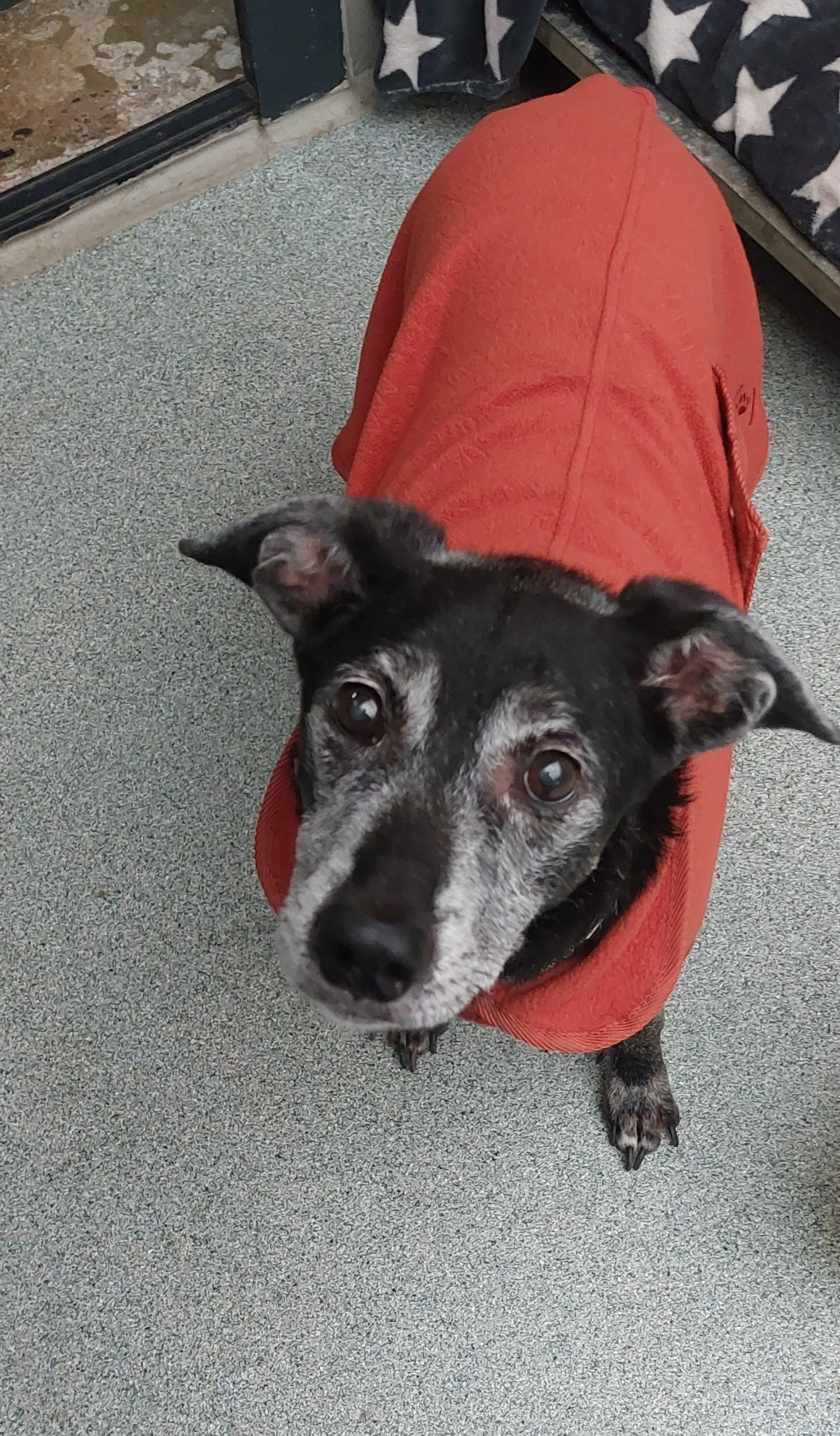 Rüde Gauner (auf Pflegestelle)