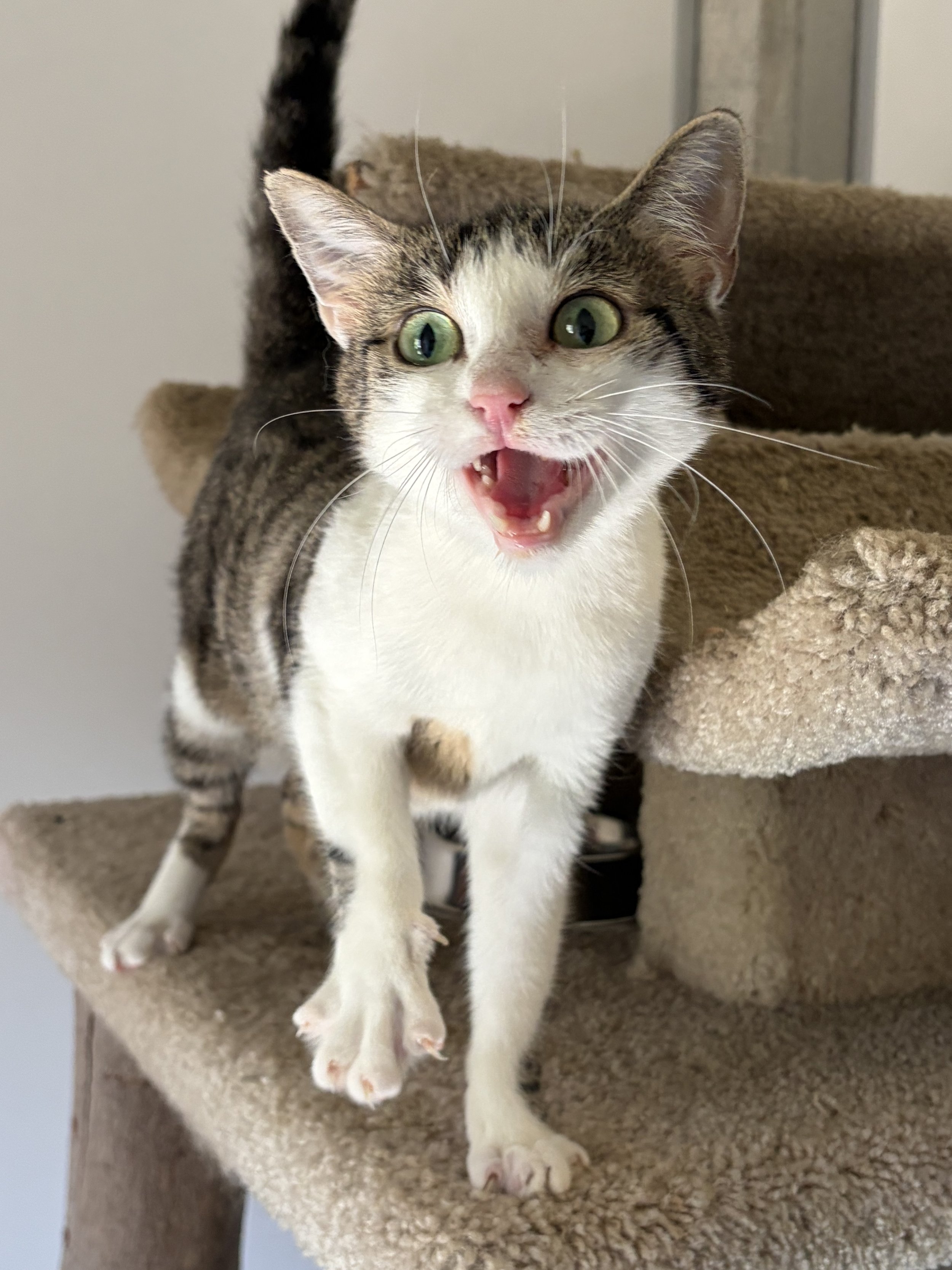 Katze Amalia