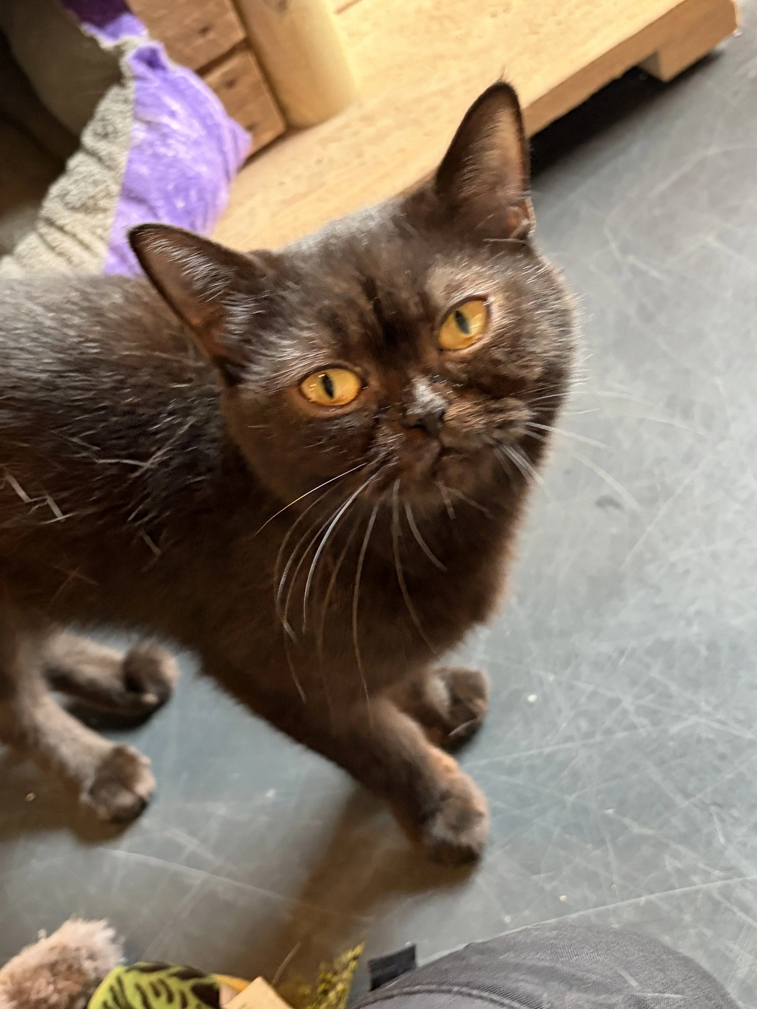 Katze Jasmin