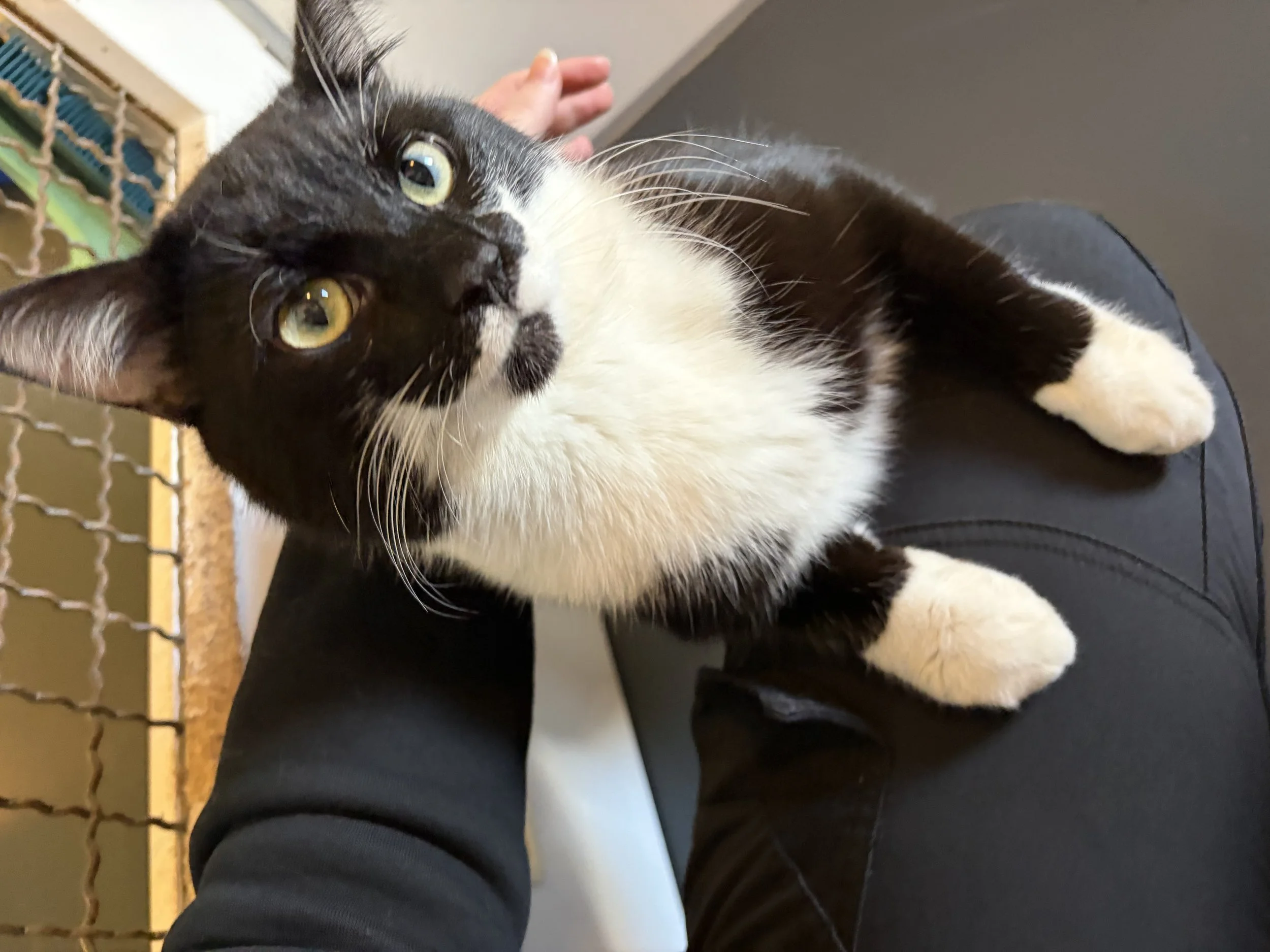 Kater Pan