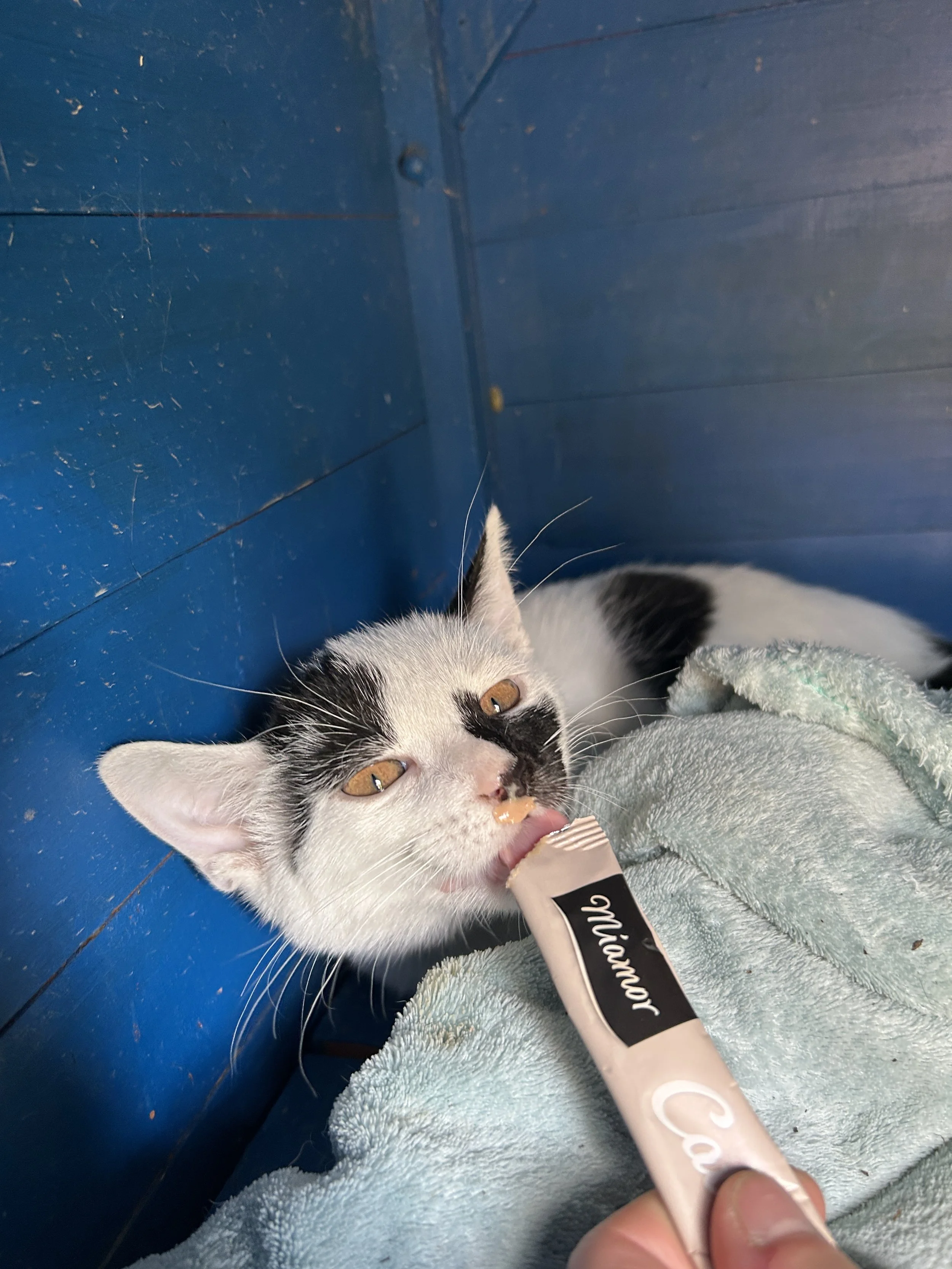 Kitten Frieda Khalo