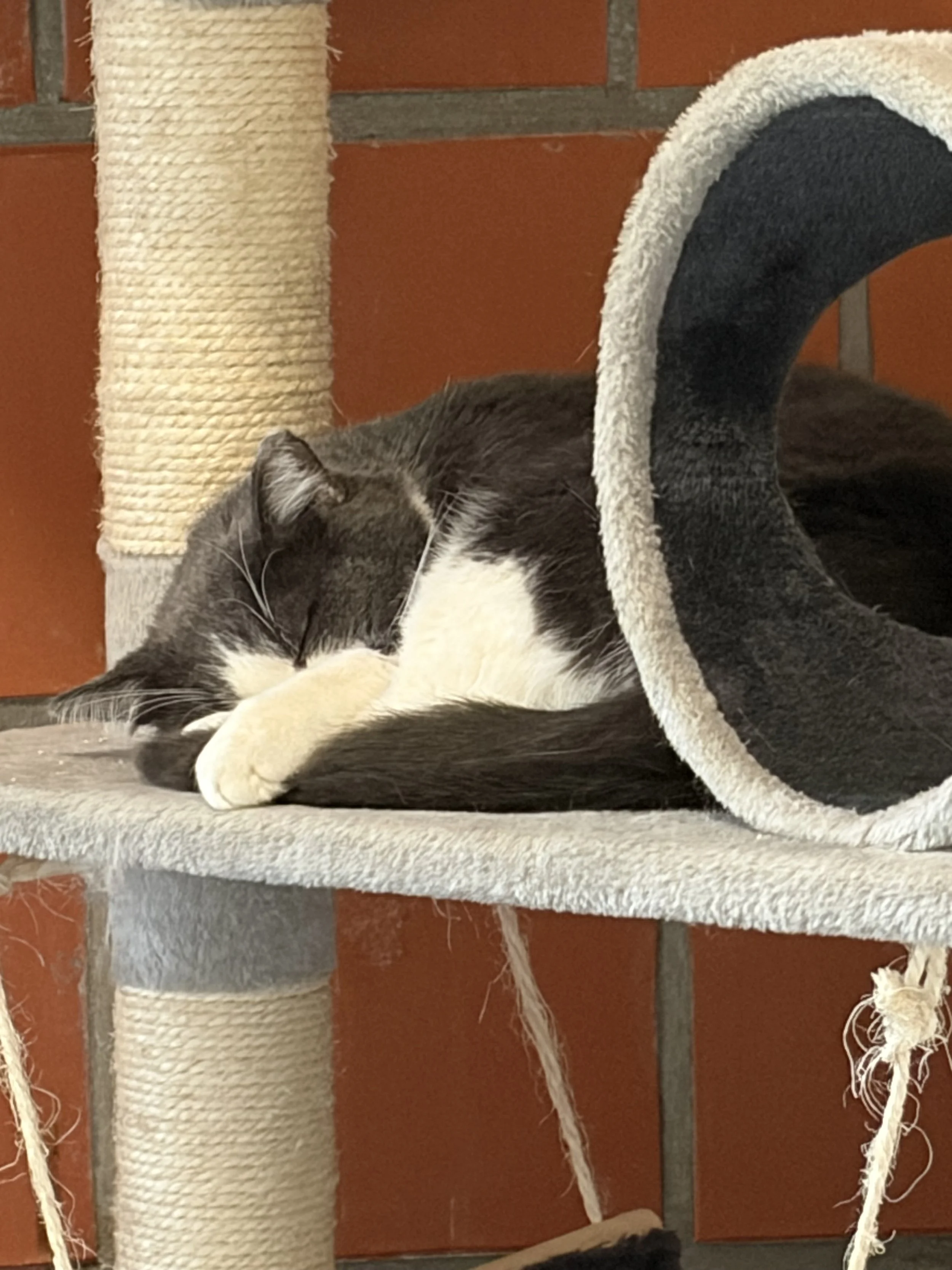 Kater Lou – Tierheim Rhein Berg