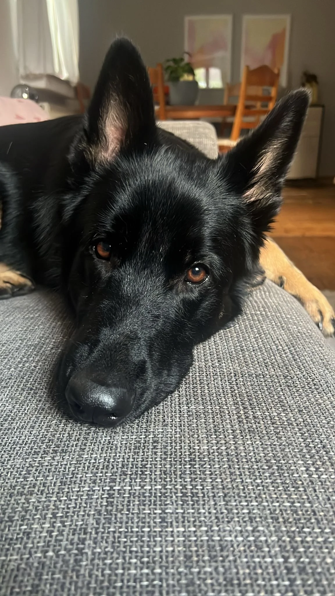 Rüde Balu